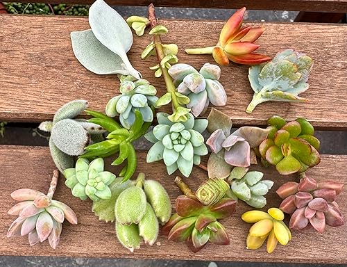 Miniatura 4 de Fat Plants San Diego Esquejes de suculentas en miniatura del jardín de hadas (15)