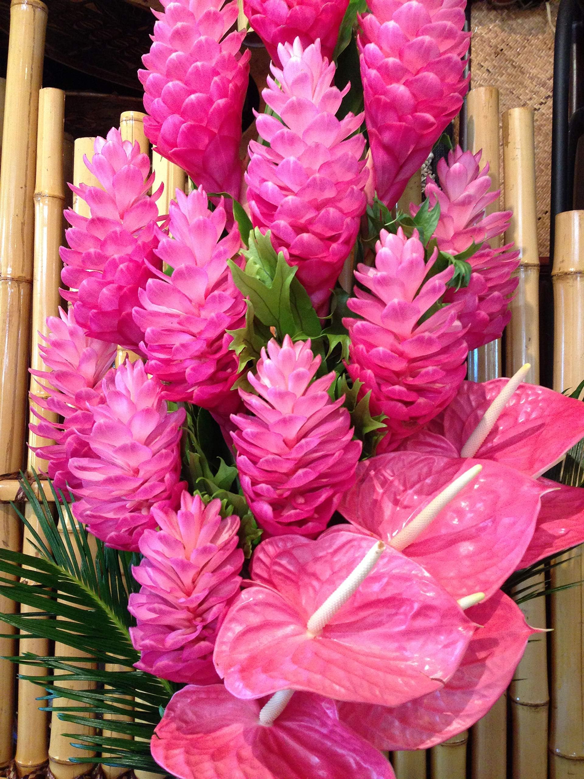Pink Hawaiian Ginger Alpinia Purpurata Roots and Plants (1Pack Roots (2 Roots))