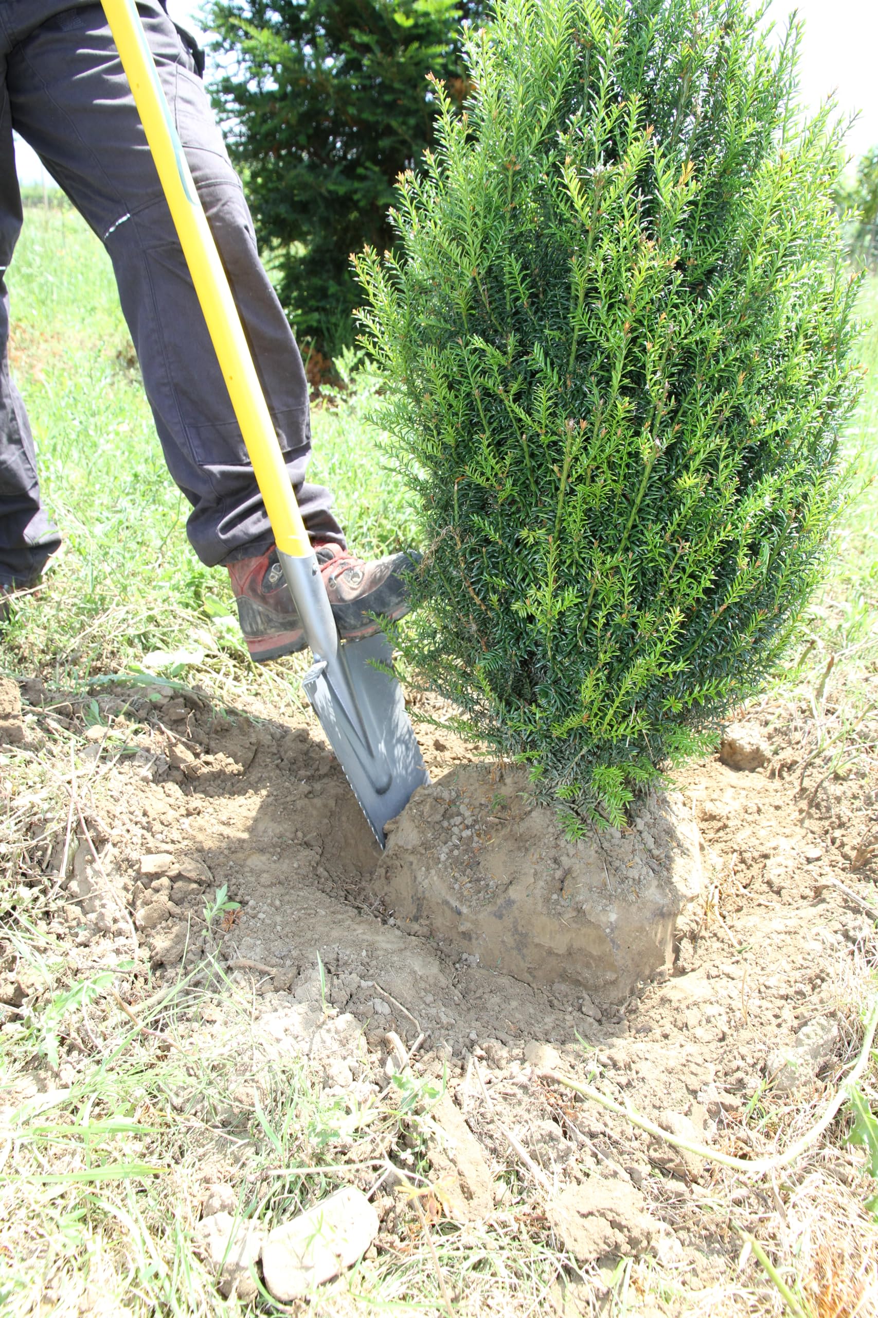 Leborgne, Louchet Transplantation Duopro, Outil de Jardinage 33 cm avec Manche béquille Novagrip, idéal pour Le Jardinage, Parfait pour Les Professionnels et Amateurs