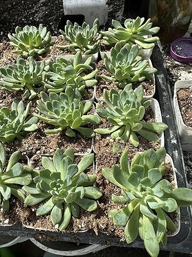Paquete de 2 plantas suculentas vivas en macetas de 3 pulgadas, fáciles de cuidar, elfo azul Echeveria súper saludable