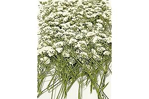100 pcs Real White Baby's Breath Dried Pressed Flowers for Wedding Decor