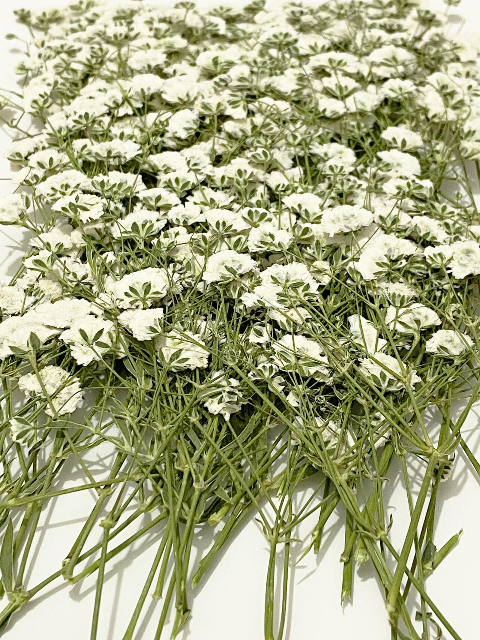 UOKWIWI Pressed White