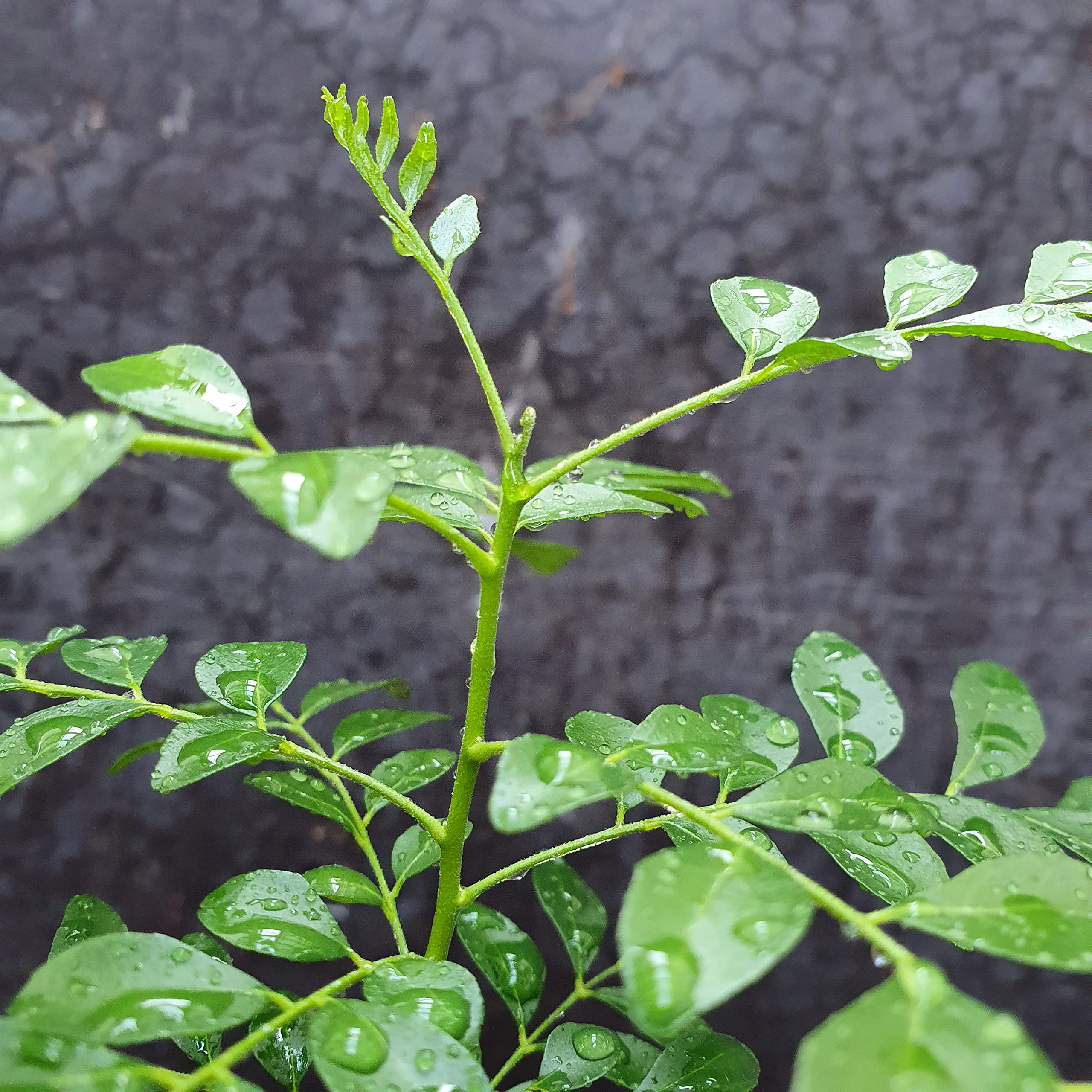 1 Arbre á curry | Murraya Koenigii | Cultivé à partir de graines | Plante de l'intérieur de l'Inde et du Sri Lanka | 10-15cm d'altura en maceta de 7cm | Caloupilé | Bergera Koenigii