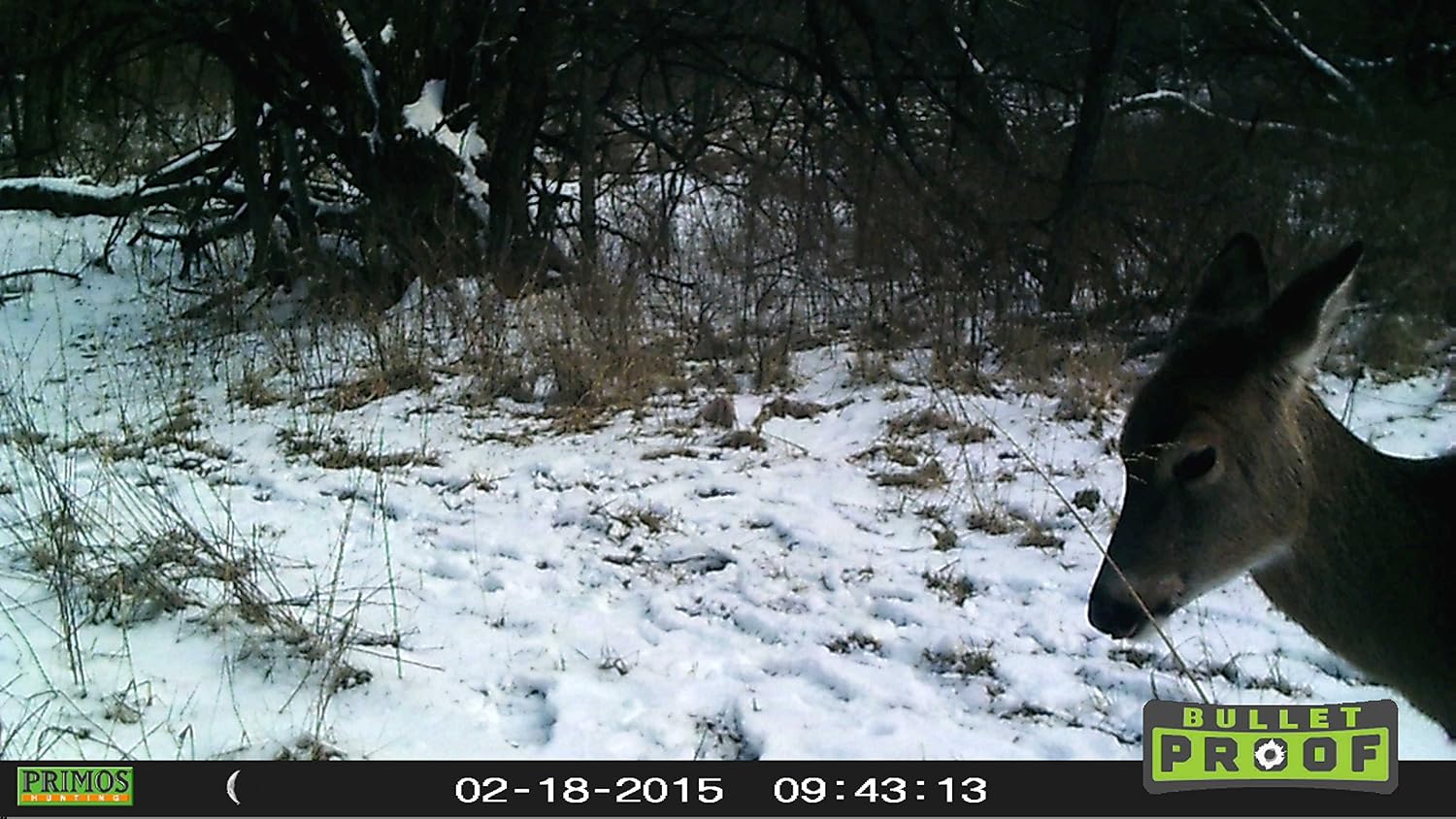 Primos 6MP Bullet Proof Trail Camera with Low Glow LED, Green