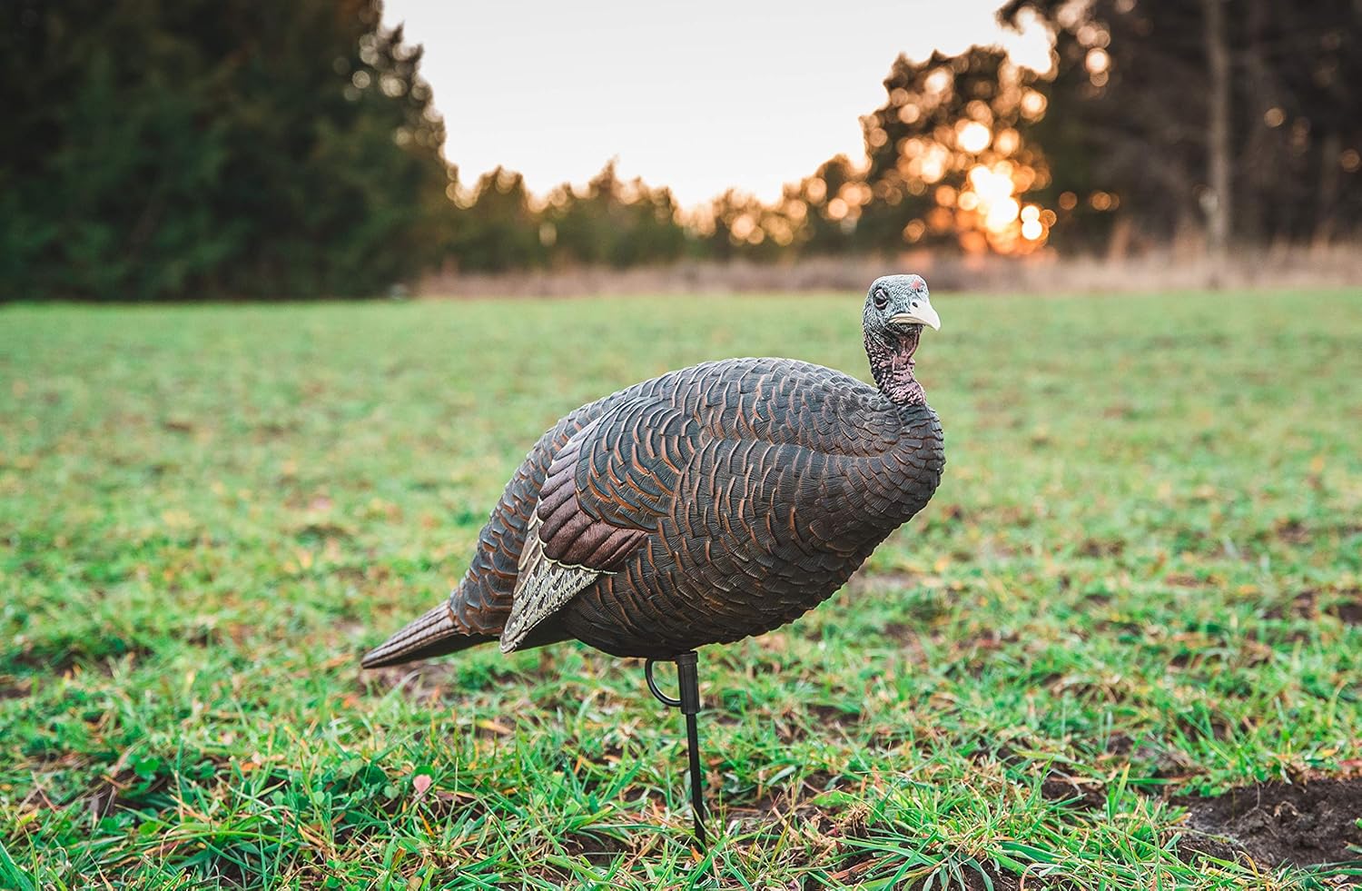 Buy Flextone Thunder Chicken Breeder Hen Turkey Decoy Multi Online In Turkey B08rrnl77c Buy Flextone Thunder Chicken Breeder Hen Turkey Decoy Multi Online In Turkey B08rrnl77c