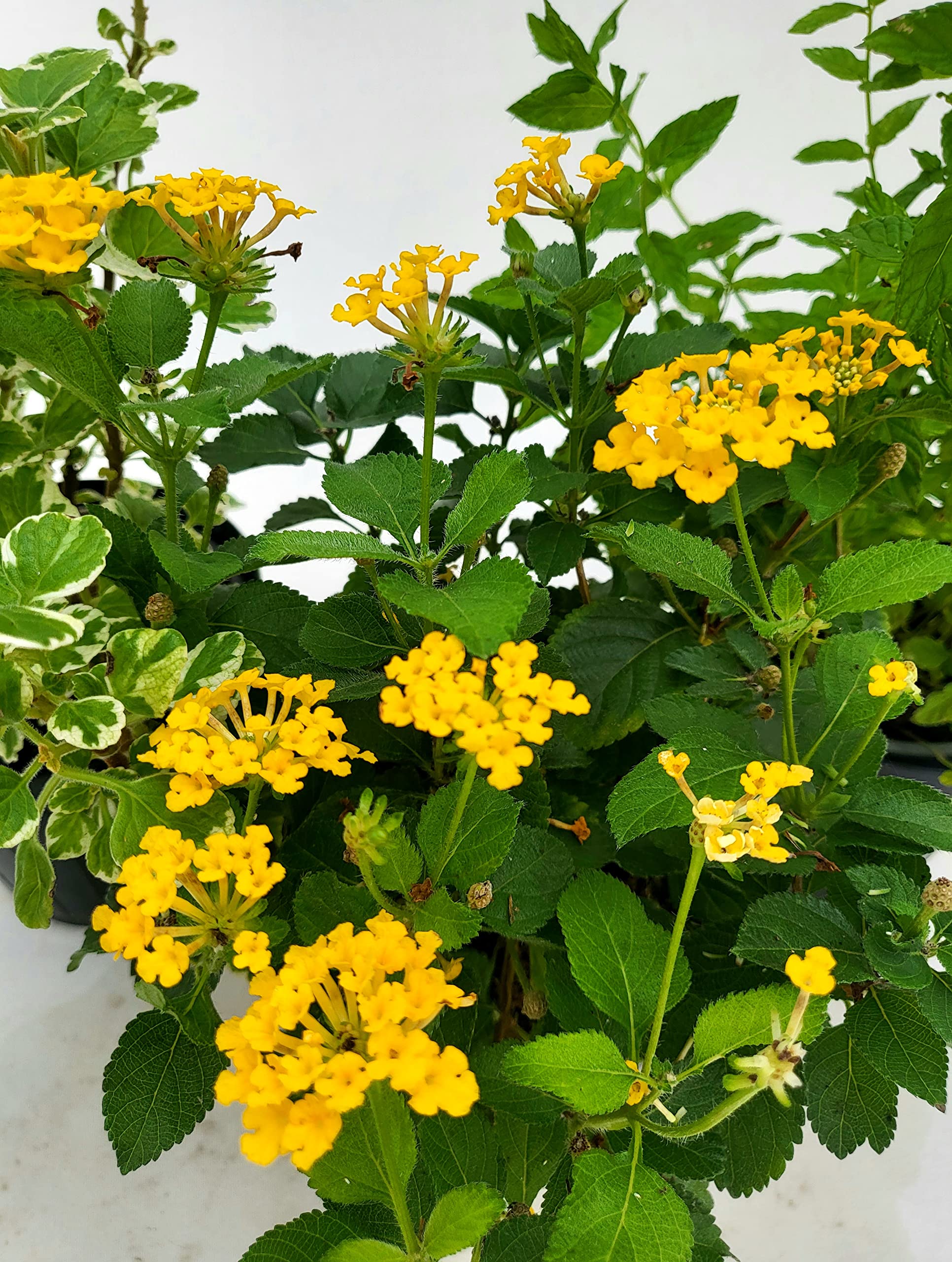POWERS TO FLOWERS - TRIS PIANTE ANTIZANZARA: INCENSO, LANTANA e GERANIO PROFUMATO. Vaso 14cm diametro, Piante da balcone, piante vere