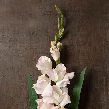 Ashland White Gladiolus Stem, 12 Pack