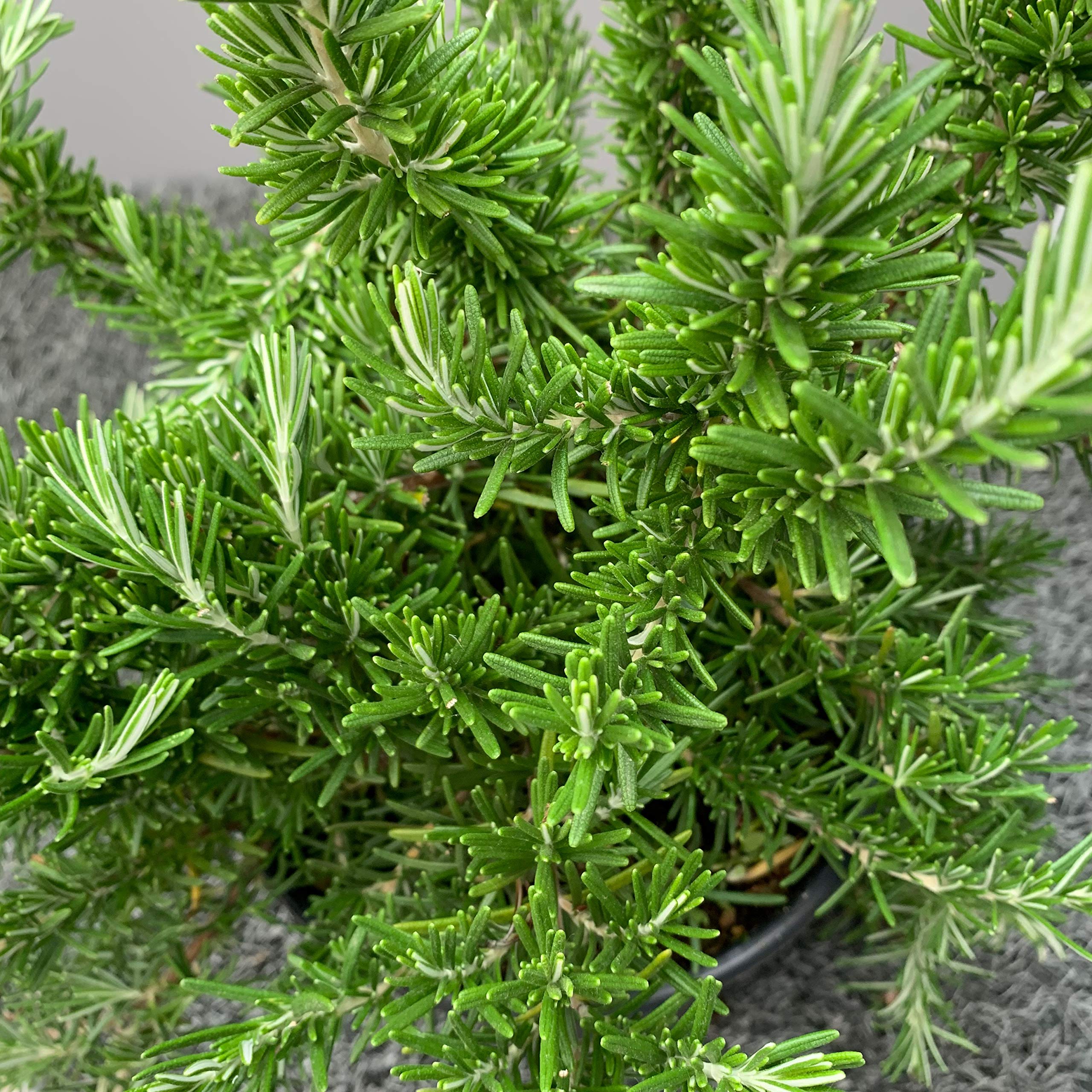 ROSMARINO PROSTRATO │ Pianta aromatica officinale in vaso Ø 18 cm