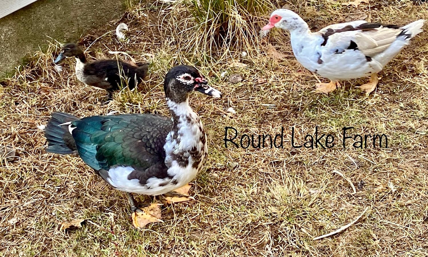 6 Duck Eggs, Fertile Eggs for Hatching out Ducklings, Shipped in Foam from Free Range Ducks