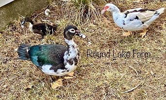 6 Duck Eggs, Fertile Eggs for Hatching out Ducklings, Shipped in Foam from Free Range Ducks