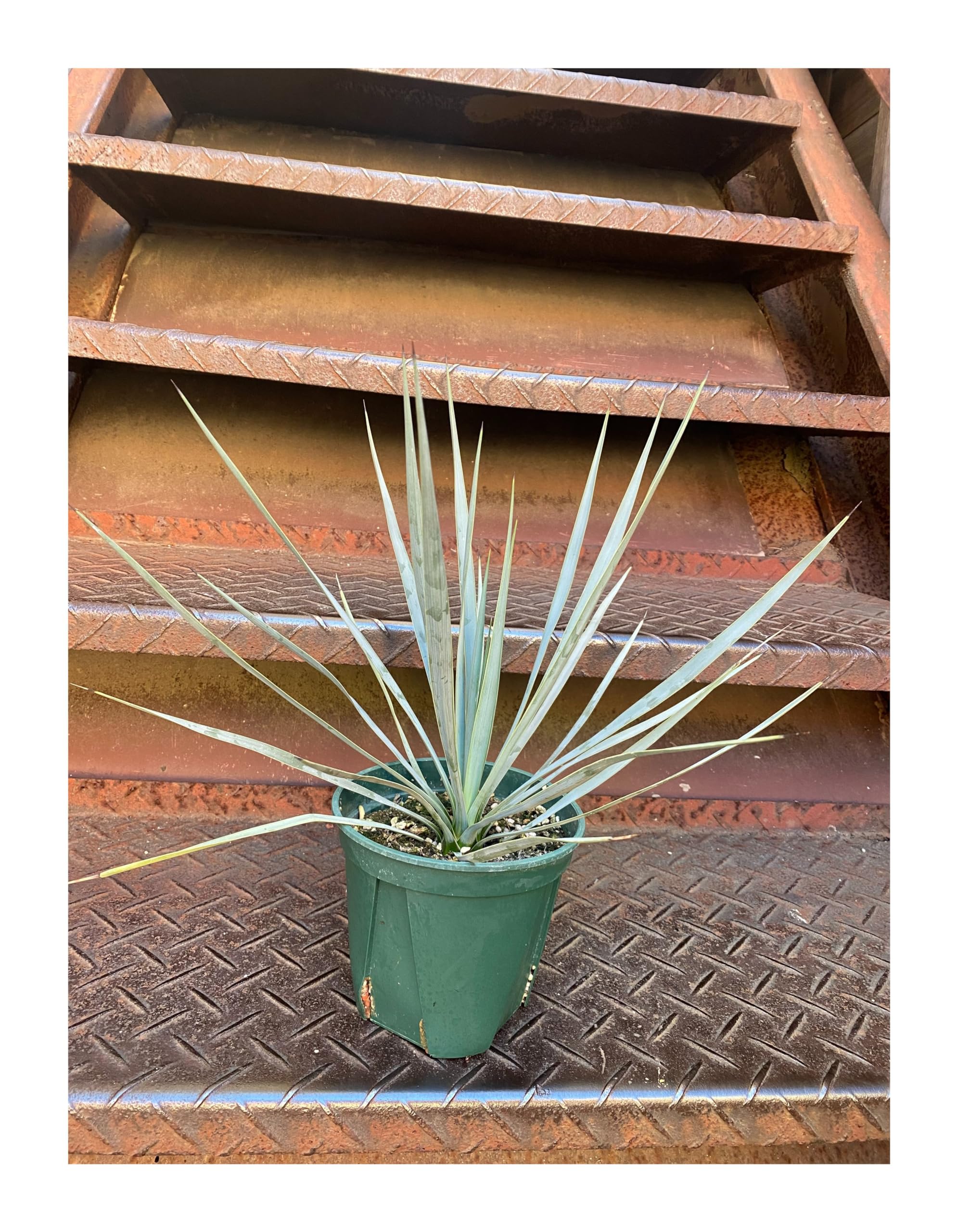 ユッカ ロストラータ　実生 ユッカ ロストラータ 実生株 Yucca Rostrata 005 | Sunny Branch