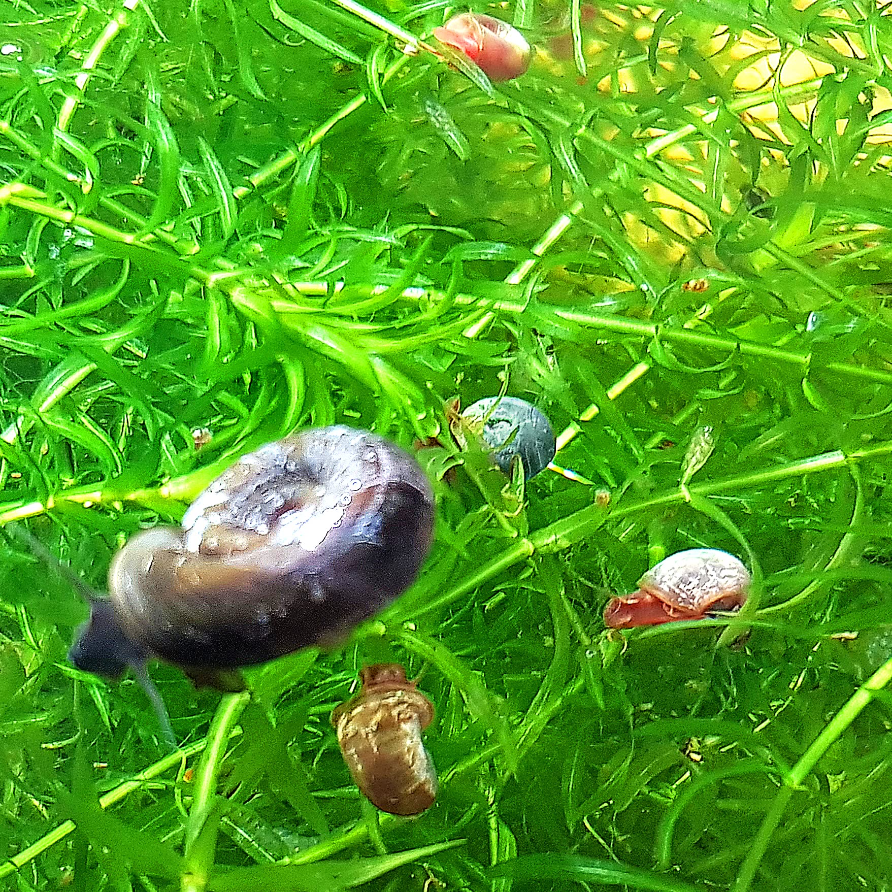 AquaLife UK 5x Mixed Ramshorn Snail Aquarium (Planorbidae)