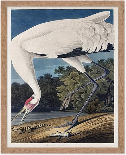 Miniatura 133 de Poster Master Póster vintage de colibríes, impresión de formas de arte retro en la naturaleza, arte de pájaros, regalo para él, ella y amante de los