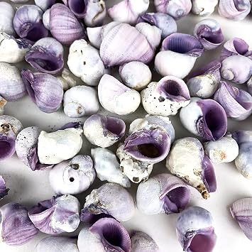 Heyiwell 8oz Purple Cebu Beauty Shell for Shell Craft Home Decor Aquarium and Vase Filler Approx 65pcs Shell 0.75-1 Inch