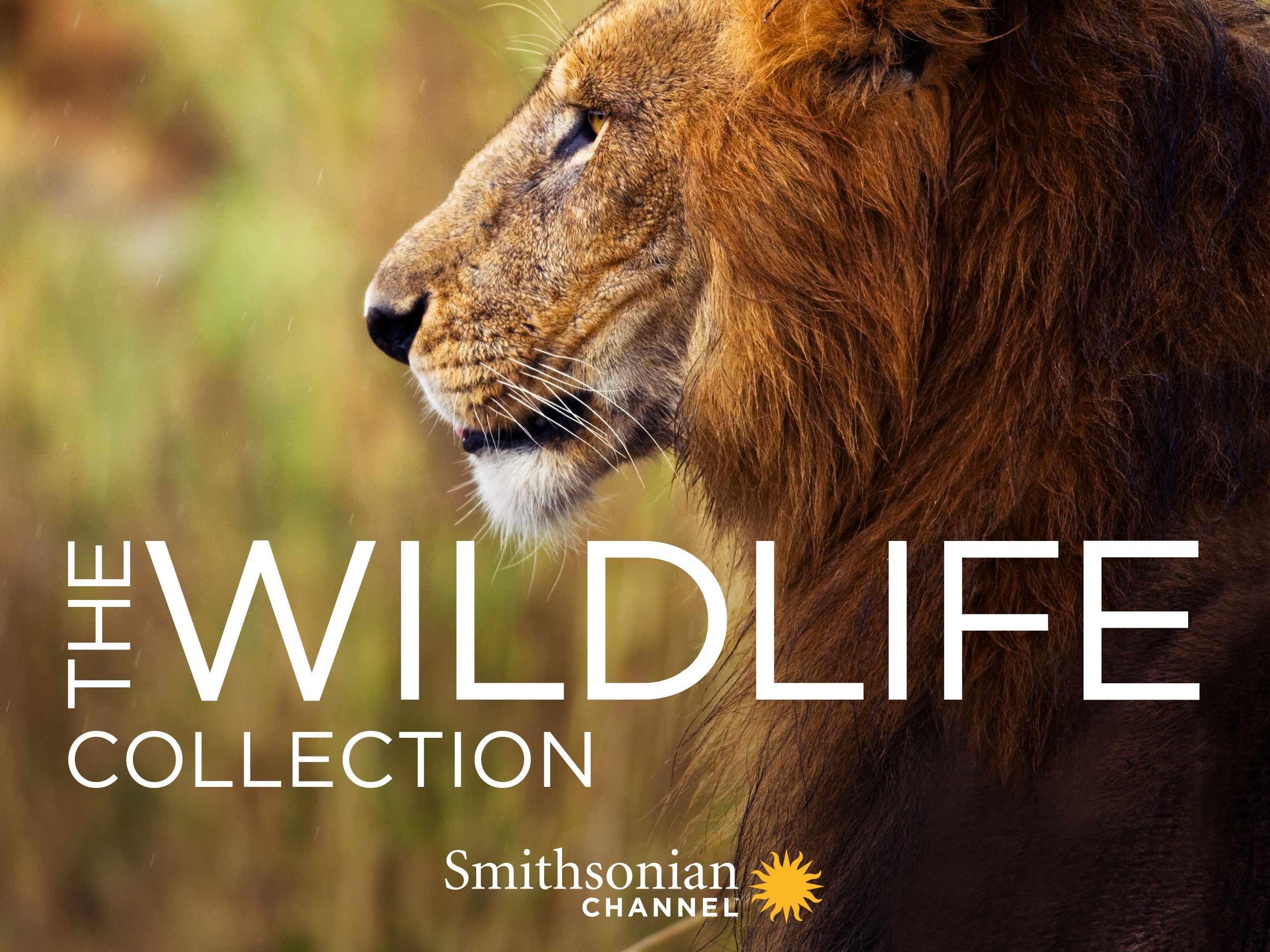 Wildlife Collection