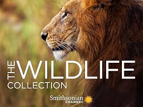 Wildlife Collection
