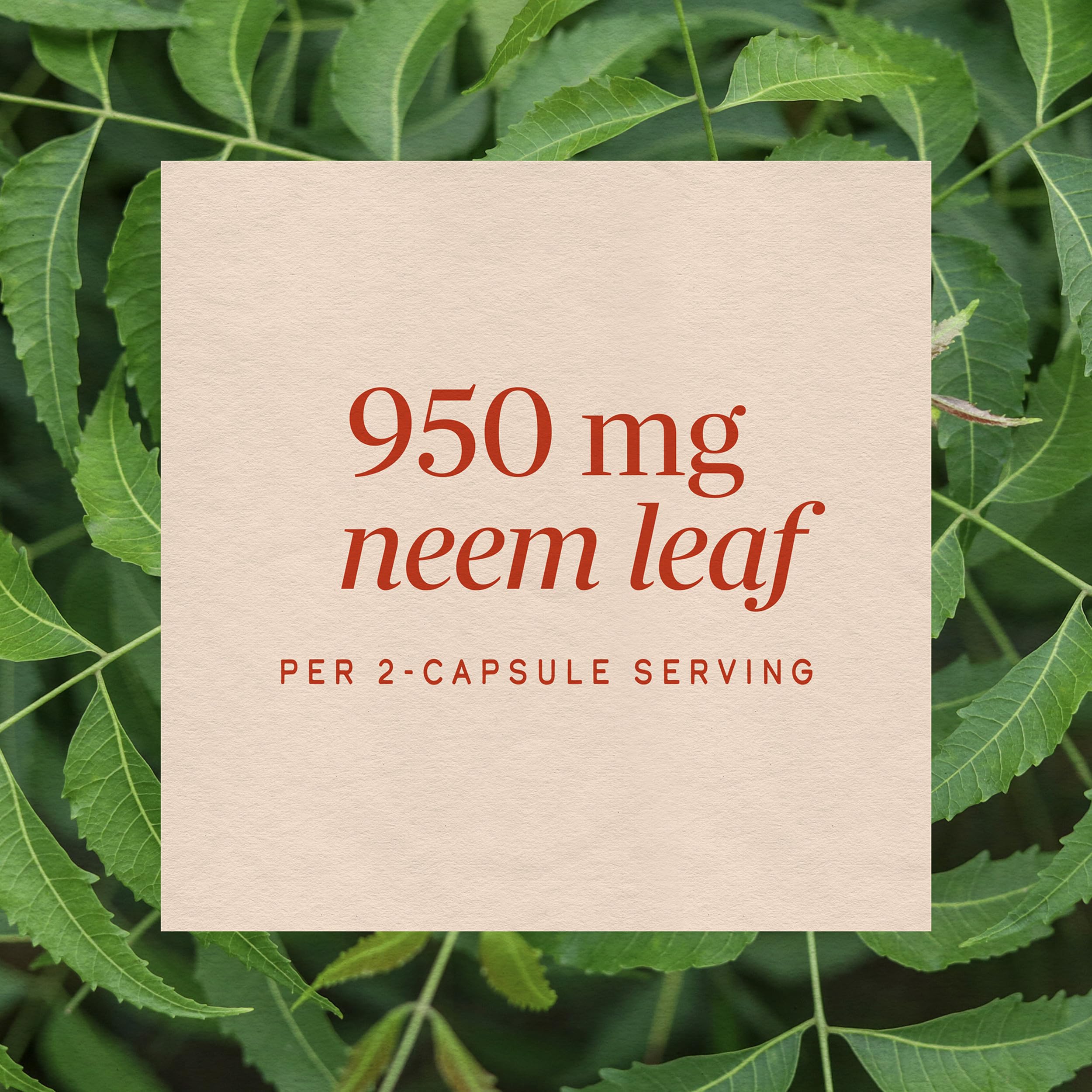 Nature's Way Neem Leaf, Traditional Intestinal Support*, 100 ct — Amazon image 4