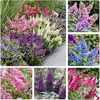 330+ Butterfly Bush Seeds - Perennial Plant | Highly Fragrant Flowers th...