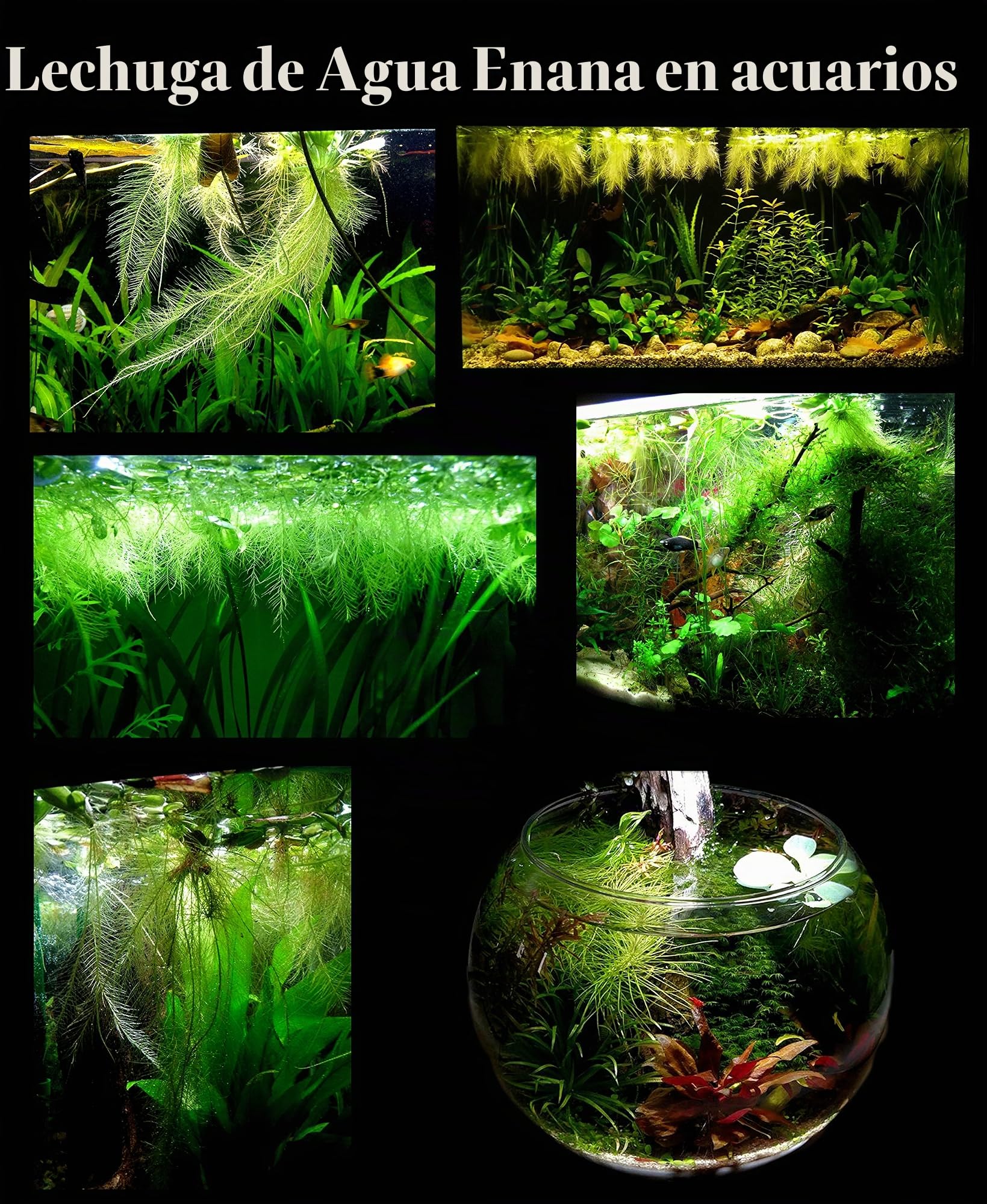 30 plantas de acuario vivas flotantes de superficie/estanque/5 tipos diferentes: lechuga de agua, rana amazónica, musgo de hadas, lenteja de agua gigante, lentejuelas de agua