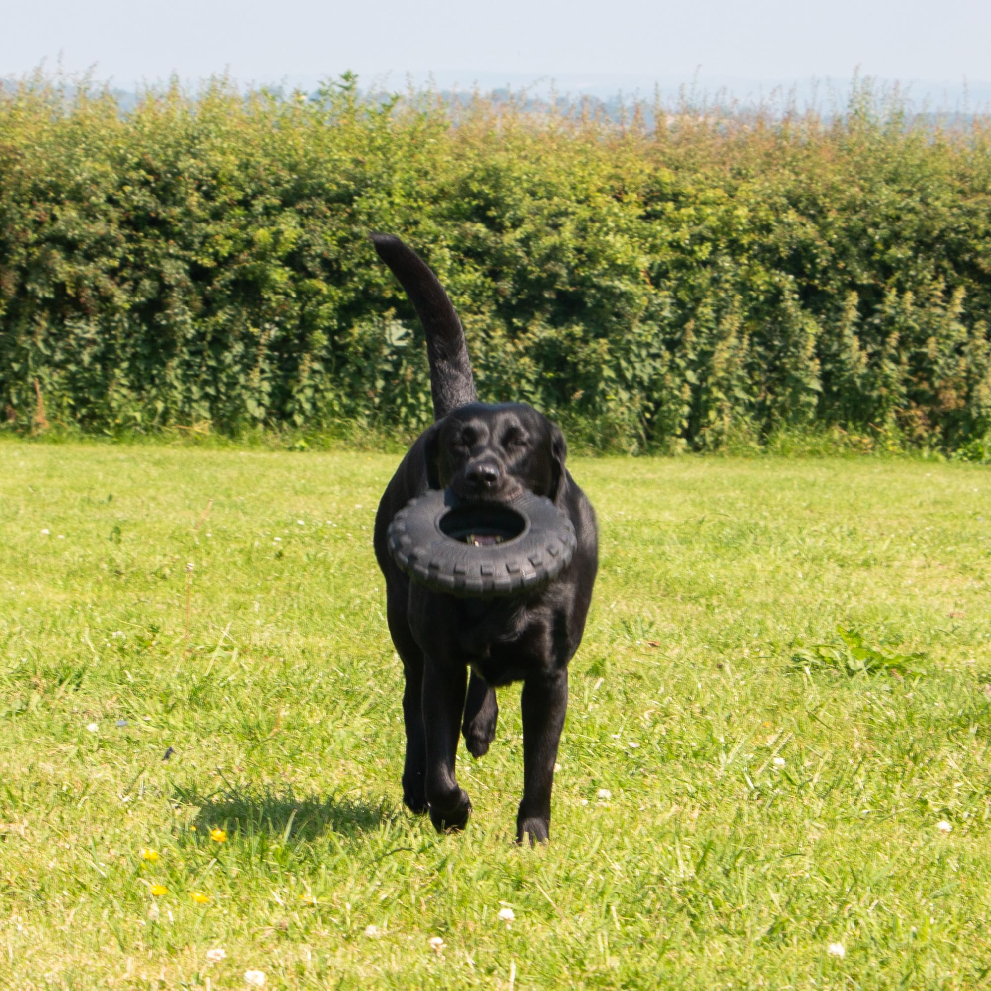 Ancol Pneumatico galleggiante estremo, giocattolo interattivo per cani per giochi di recupero, giocattolo impermeabile per animali domestici, 21 cm