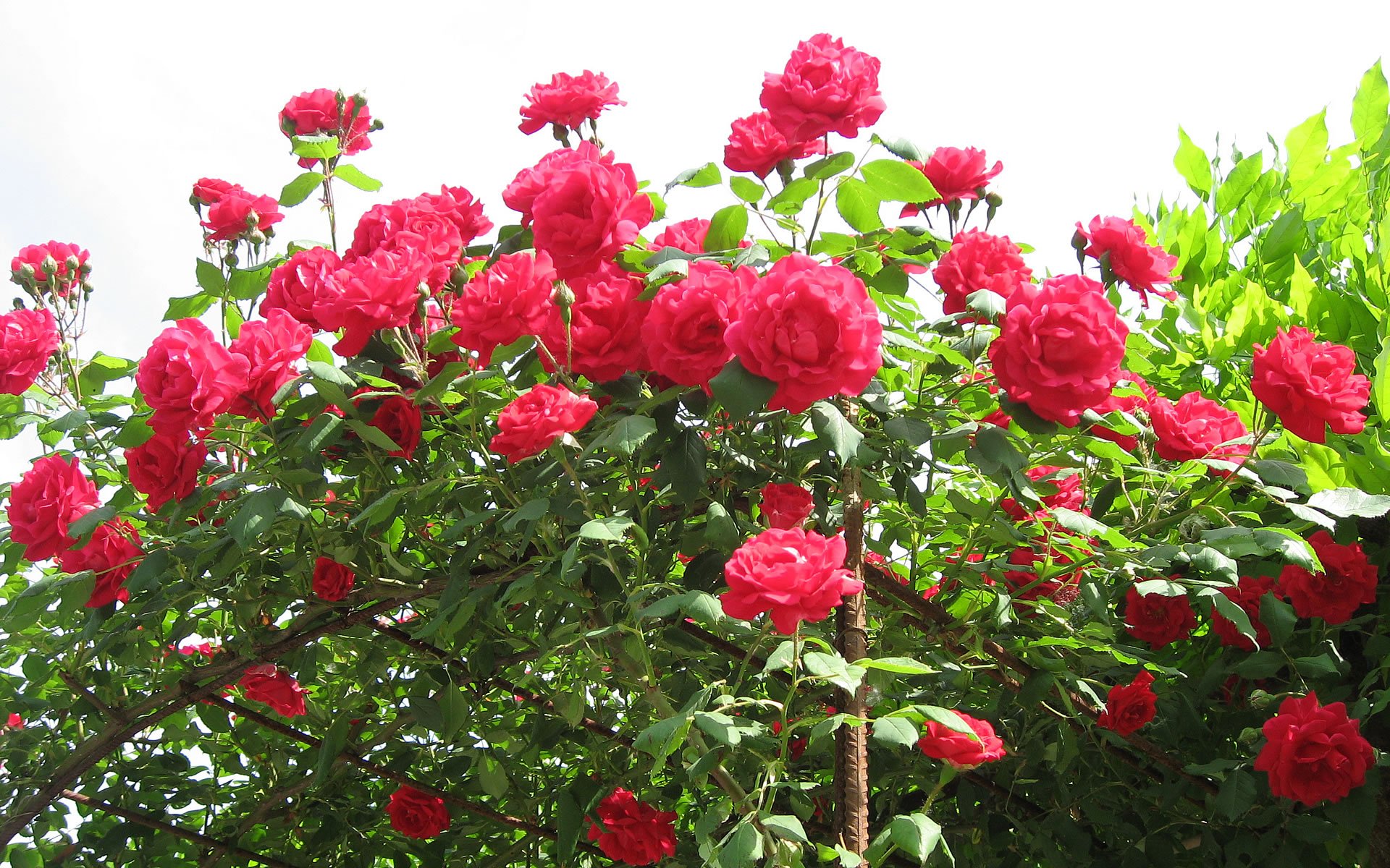 Nema Climbing Red Rose Seeds - 100 Pcs-picture-28