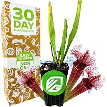 Judith Hindle 1-Pack Carnivorous Pitcher Plant by Wellspring Gardens