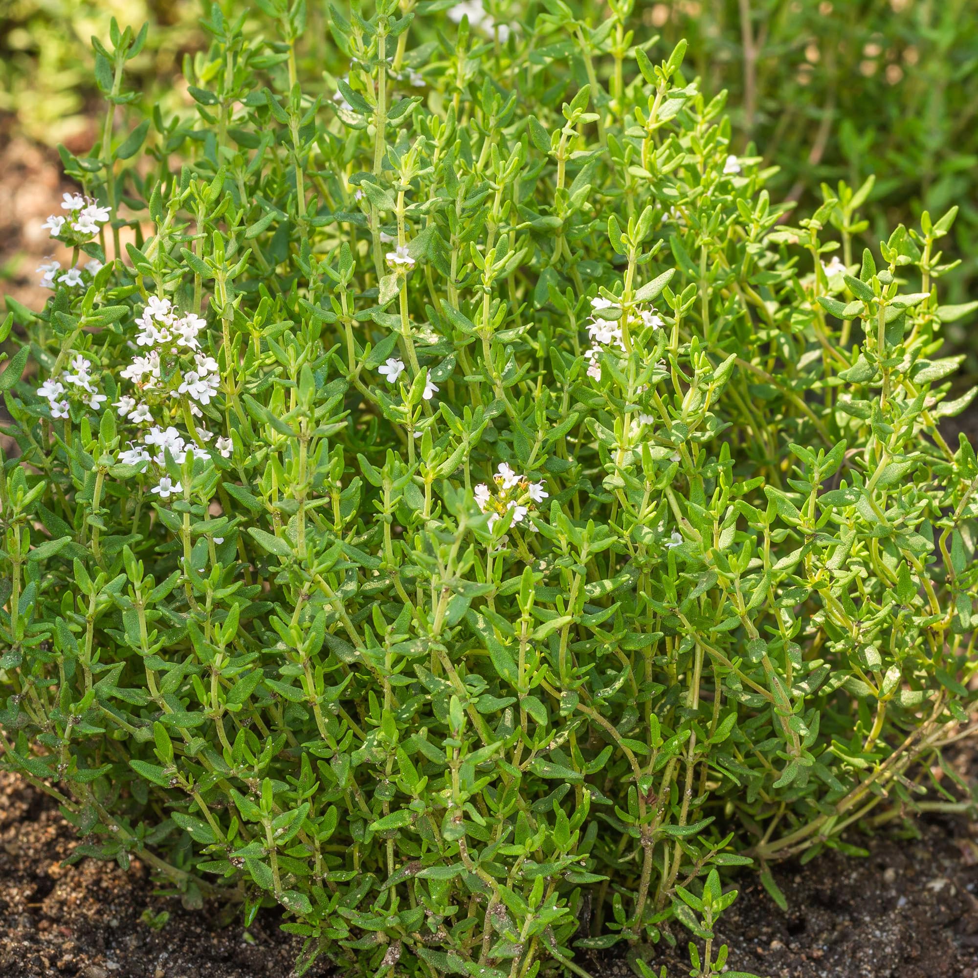 Common Thyme - Grow Your Own Herbs - Tasty Potted Garden Herb, Ready to Plant - 14cm Pot (15-20cm)