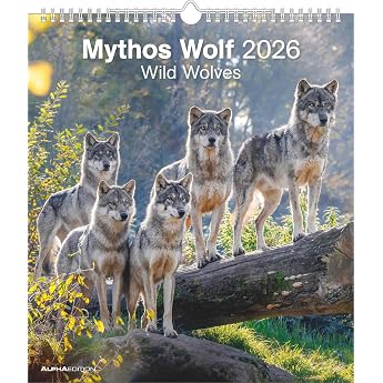 Alpha Edition - Mythos Wolf 2026   Wandkalender 30 34 cm mit 12 faszinierenden Wolfsfotografien 4-sprachiger Fotokalender f r Naturfreunde Tierliebhaber & Wildnis-Fans Wild Wolves
