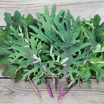 PREMIER SEEDS DIRECT - Kale Seeds - Borecole - Heirloom - RED Russian - 4.5 Grams