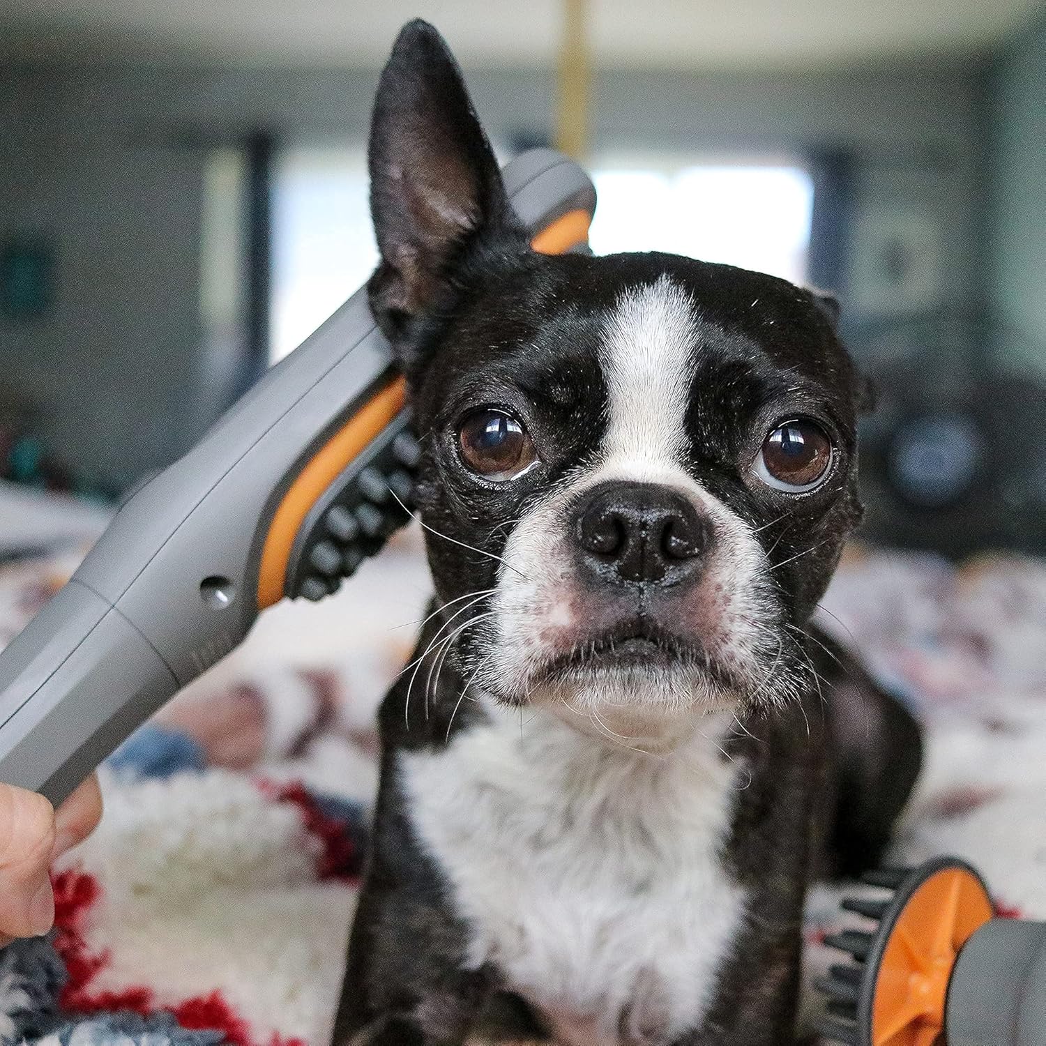 Buzz Therapeutic Brush Vibration Pet Massager for Dogs and Cats Designed to Help Soothe Tension, Increase Circulation and Relieve Tight Muscles