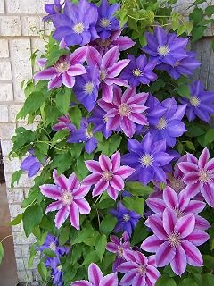 100+ Clematis Seeds - Clematis Climbing Flower Seeds for Planting - Non GMO - Easy Growing - Sweetly Fragrant Clematis Vine Seeds Perennial to Plant