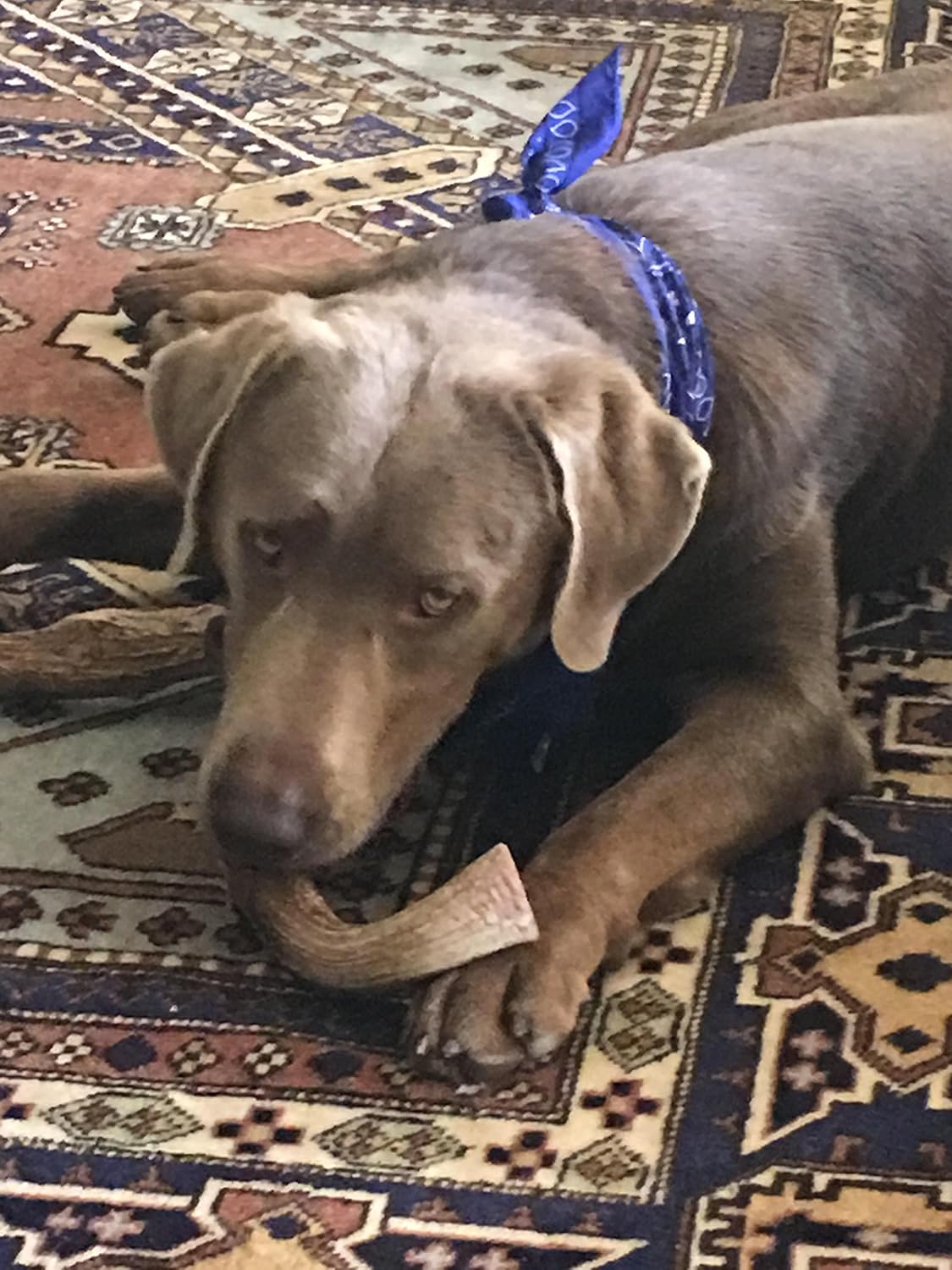 Antler Man® Premium Jumbo Deer Antler Pieces - Dog Chews - Sold by The Pound