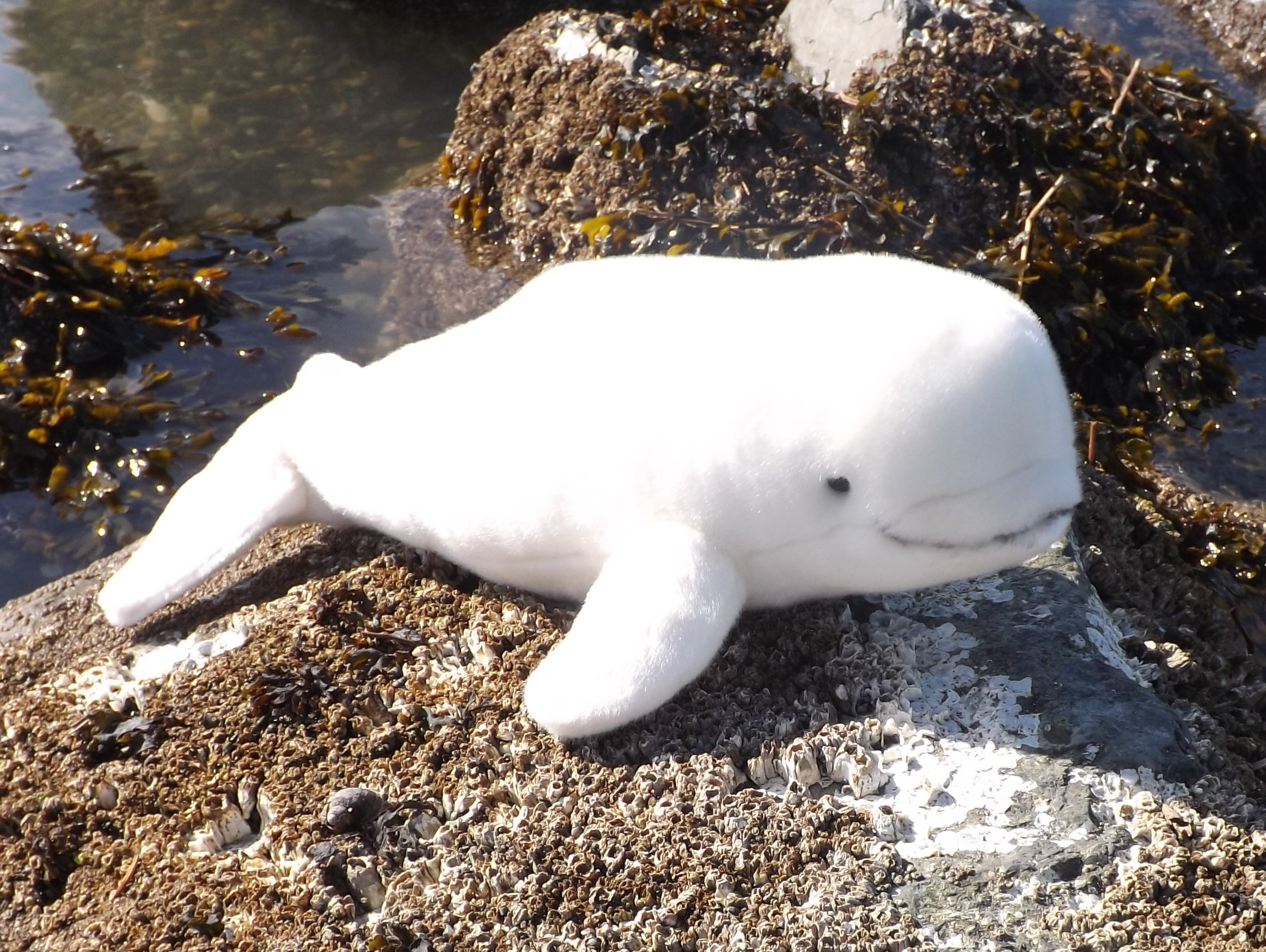 beluga whale plush