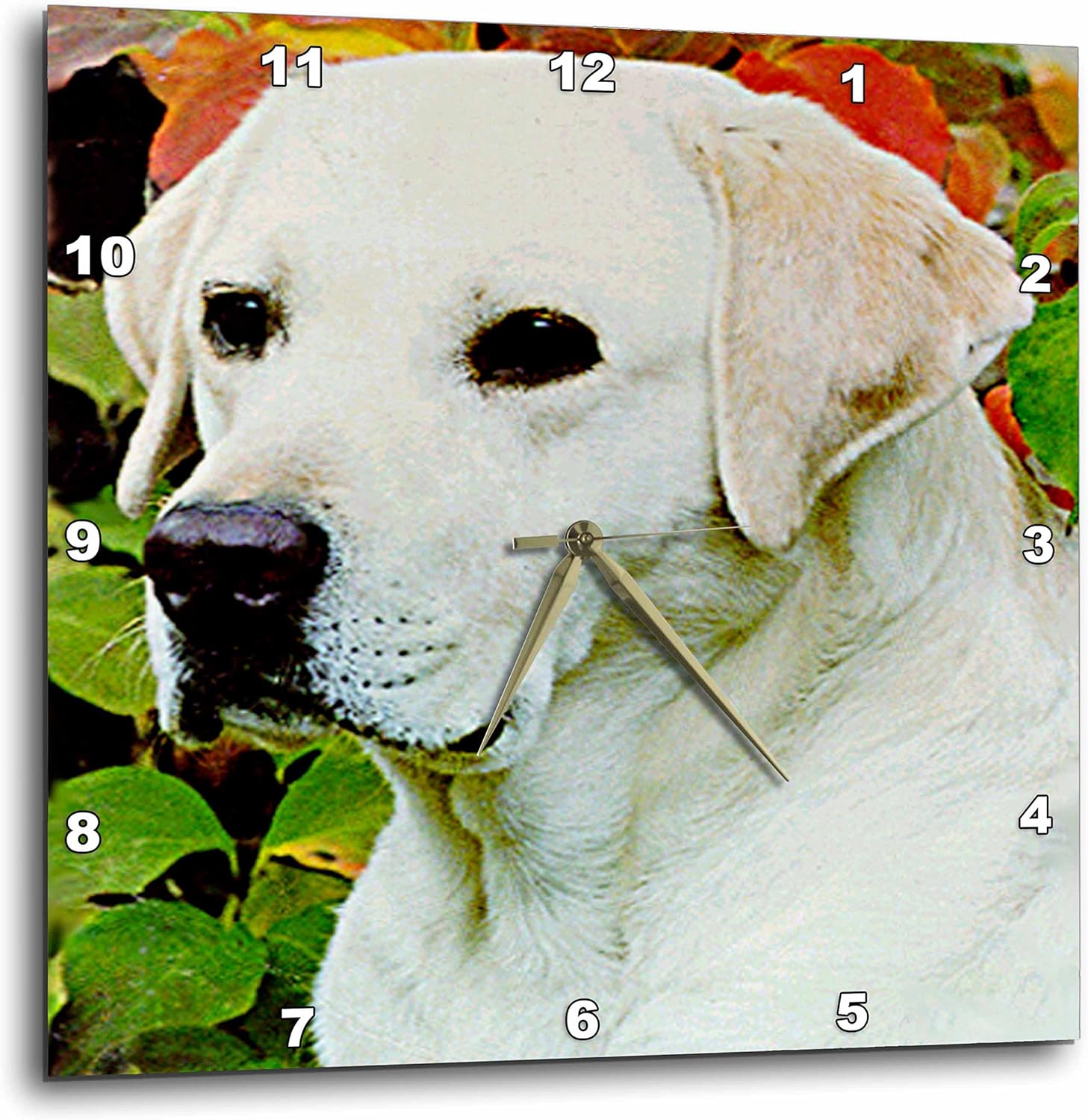 3dRose Dogs Labrador Retriever Light Cream Labrador 10x10 Wall Clock (DPP_655_1