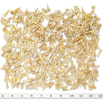 貝の化石6個サメの歯の化石１個まとめ売り Yahoo!オークション - 06E サメの歯化石 第三紀・始新世 約5000