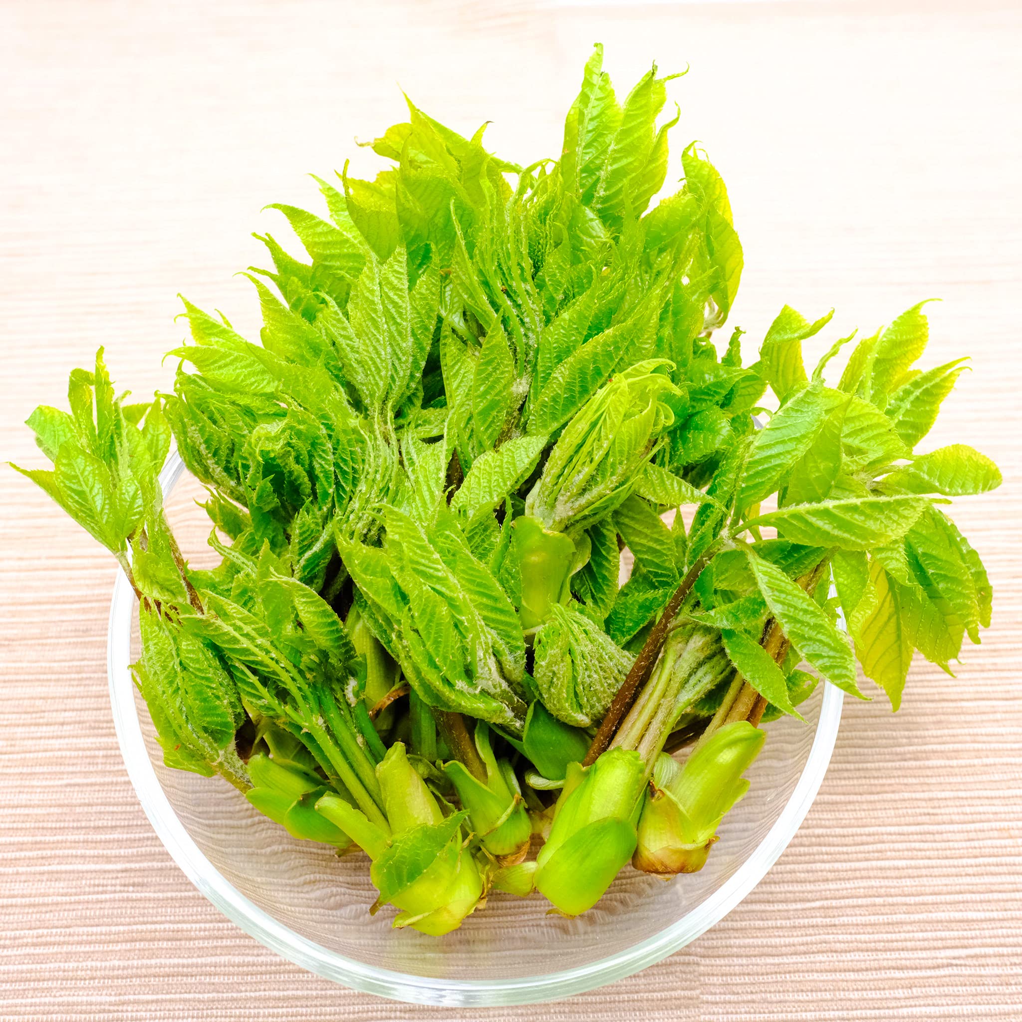 Amazon.co.jp: コシアブラ こしあぶら 約400g 山菜 天然物 長野・新潟