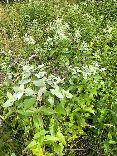 Miniatura 4 de Planta orgánica de menta de montaña viva (Pycnanthemum muticum) en maceta de 2.5 pulgadas, menta de montaña de dientes cortos, planta nativa de