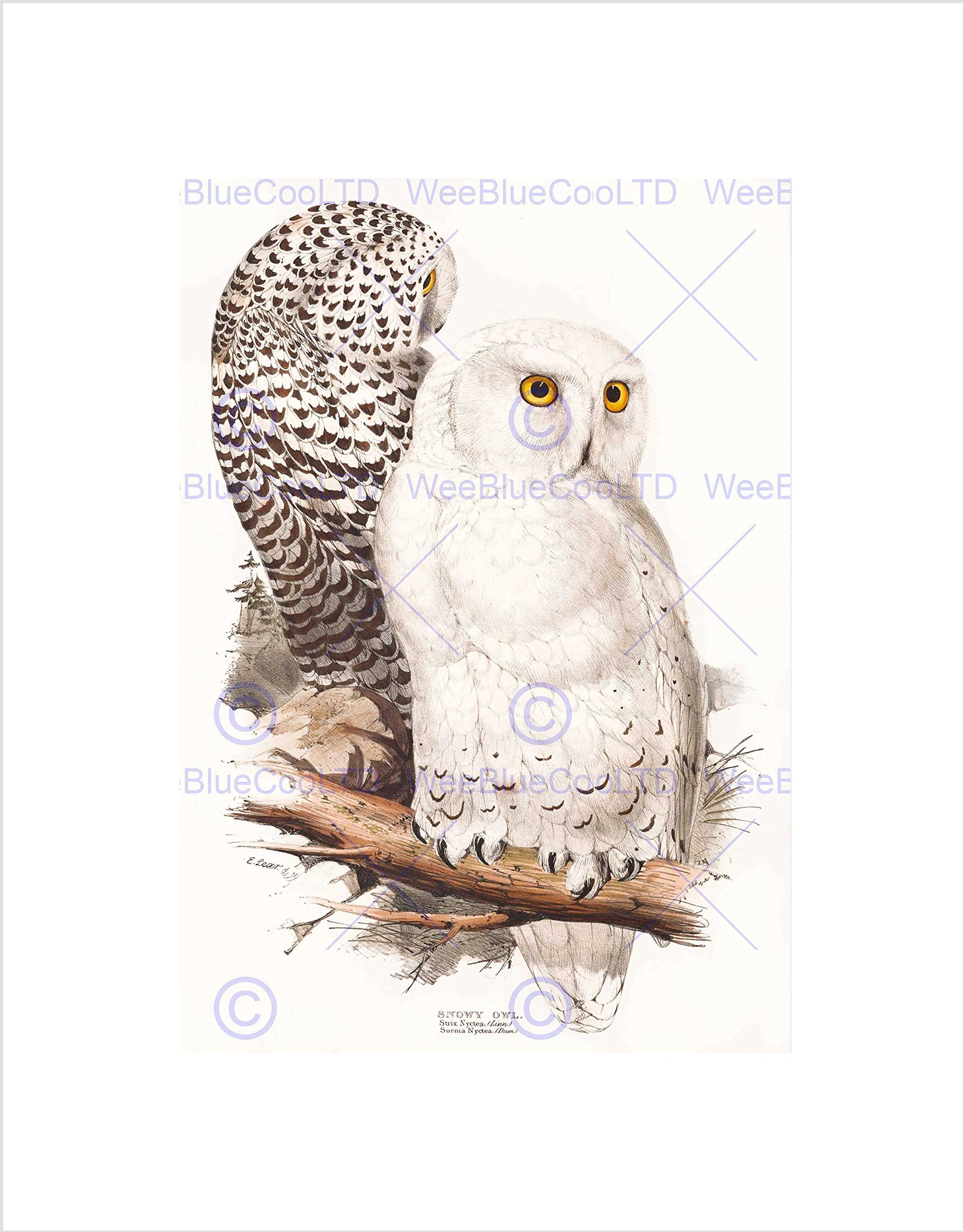 Wee Blue Coo PAINTING BIRDS GOULD LEAR SNOWY OWL PAIR BLACK FRAMED ART PRINT B12X12812