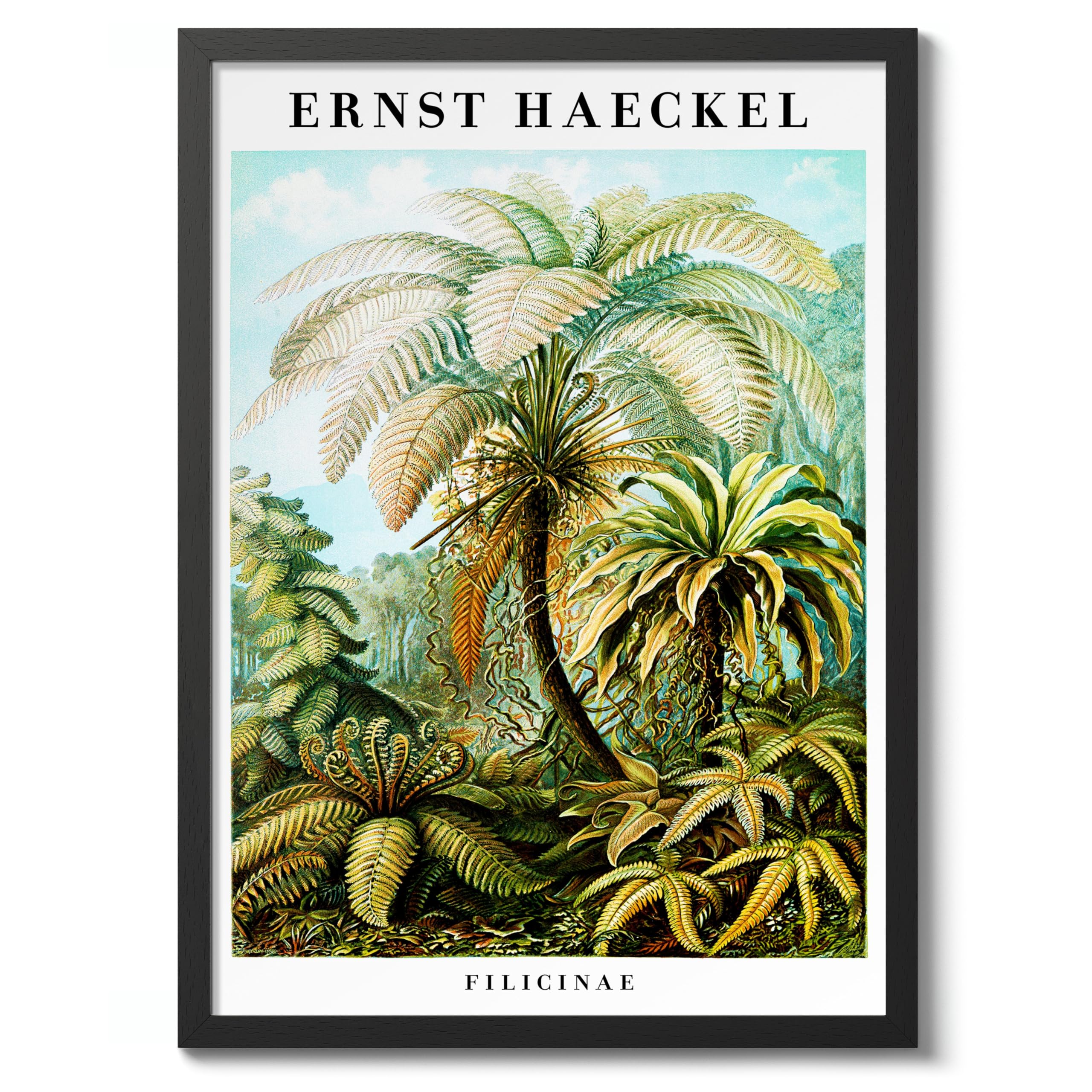 Ferns Vintage Botanical Tree Poster, Nature Home Decor Wall Art, Retro Encyclopedia Illustration, Archival Matte, A5 (Black Frame) - 21x14.8cm โ image 1
