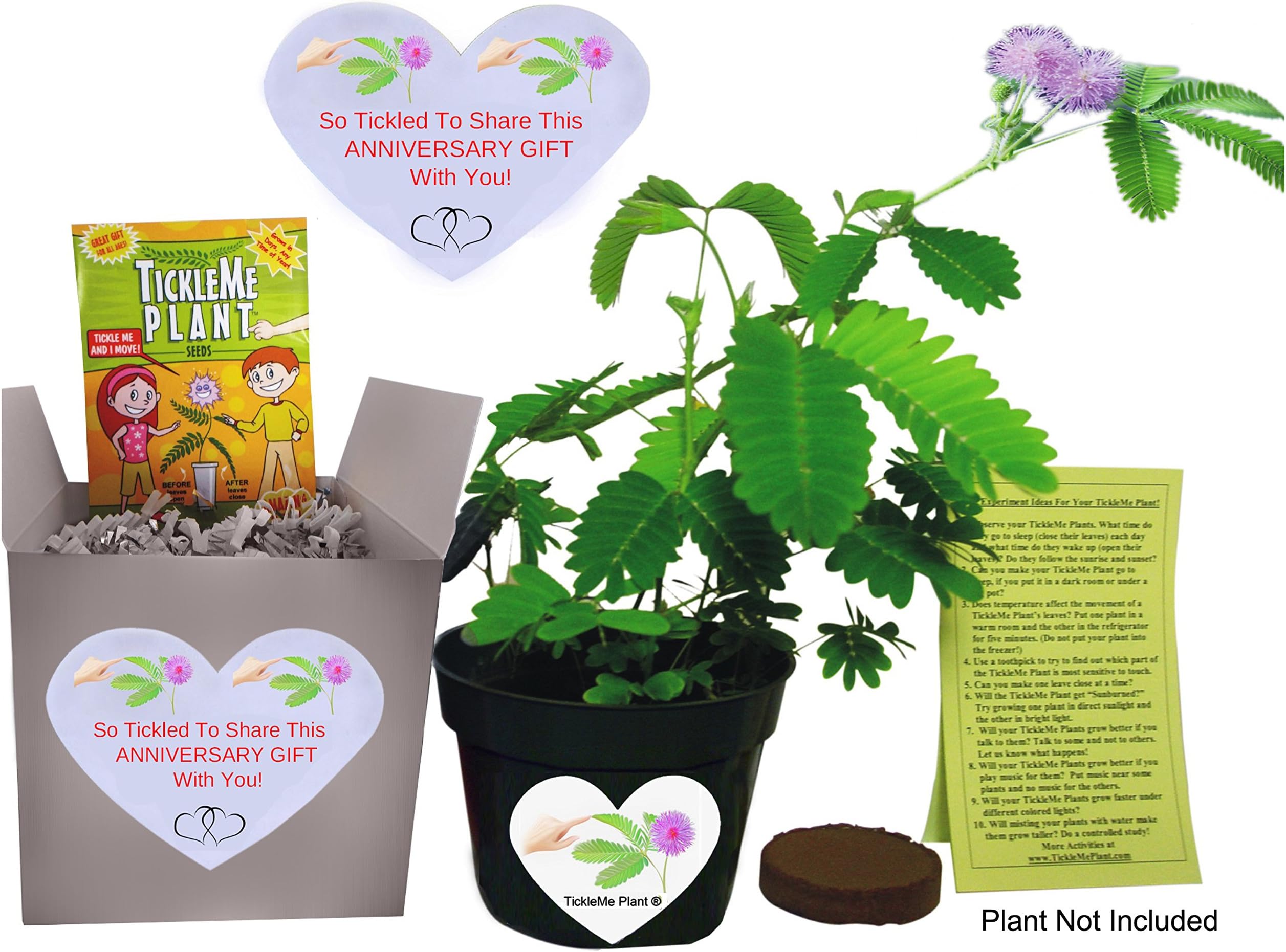 Anniversary Grow Kit - to Grow The Plant That Closes Its Leaves and Lowers Its Branches When You Tickle It!