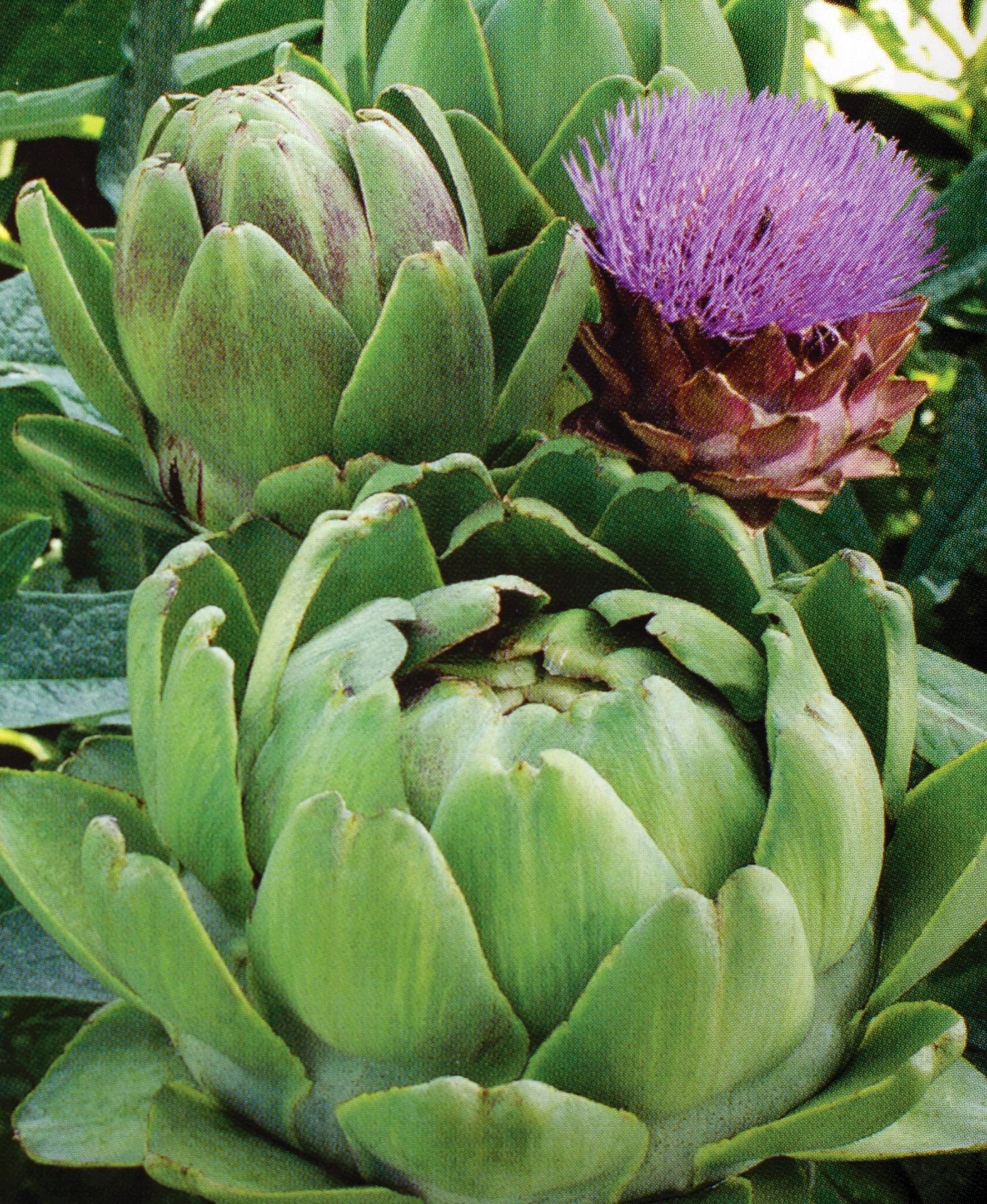 Alcachofa