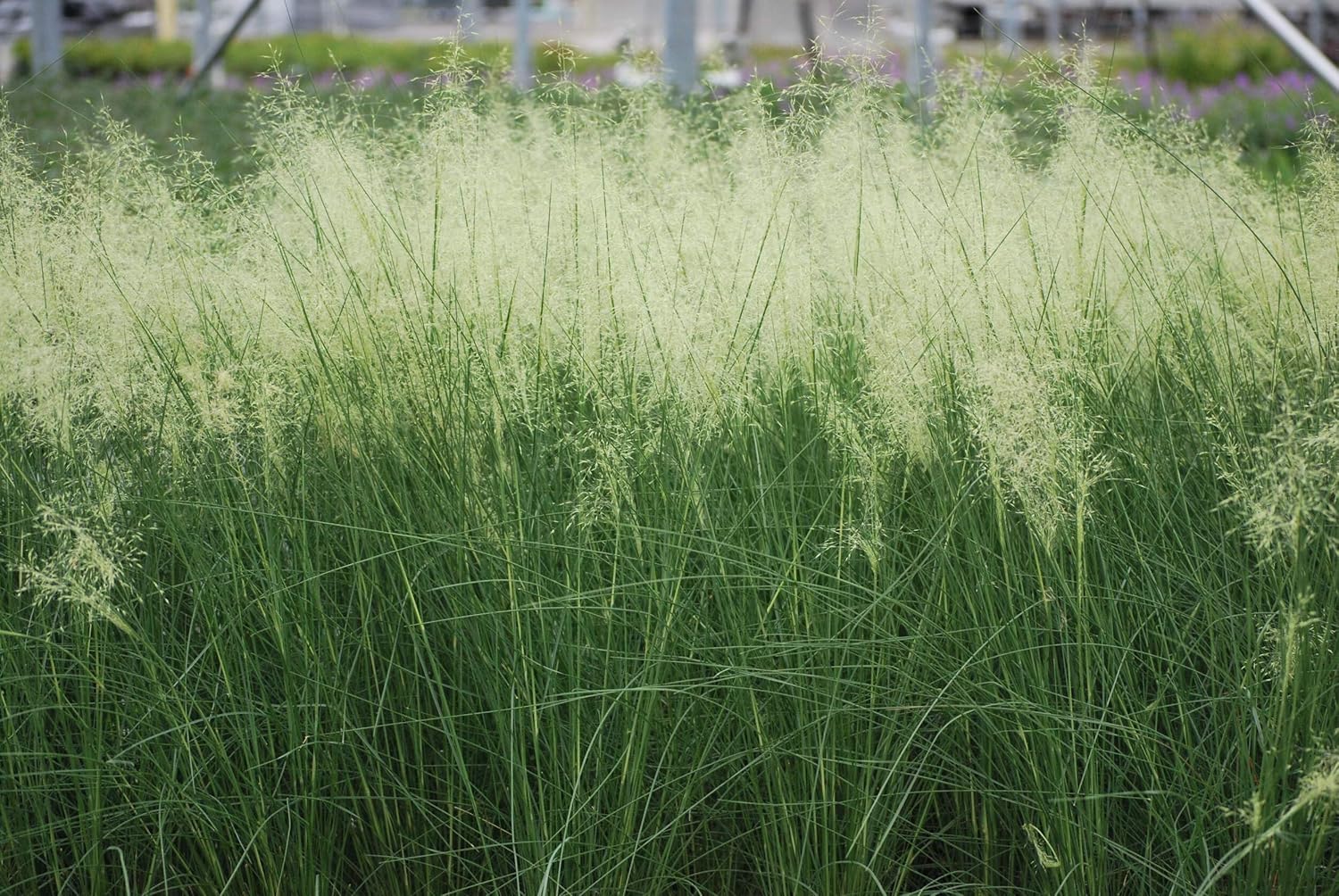 Perennial Farm Marketplace Muhlenbergia c. 'White Cloud' (Muhly) Ornamental Grass, Size-#1 Container, Blue Green Foliage