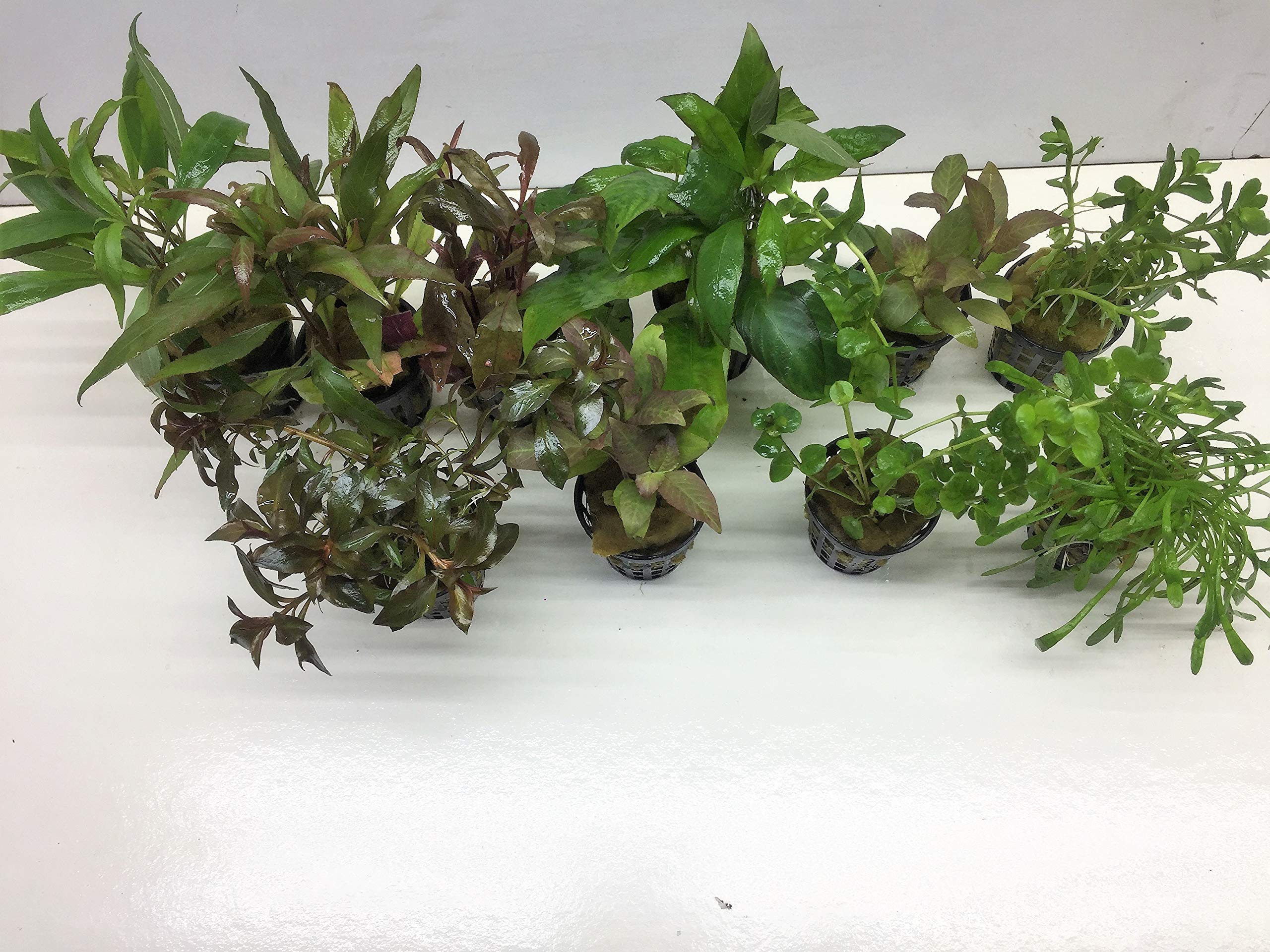 Juego de 10 macetas para plantas de acuario, ideales para principiantes