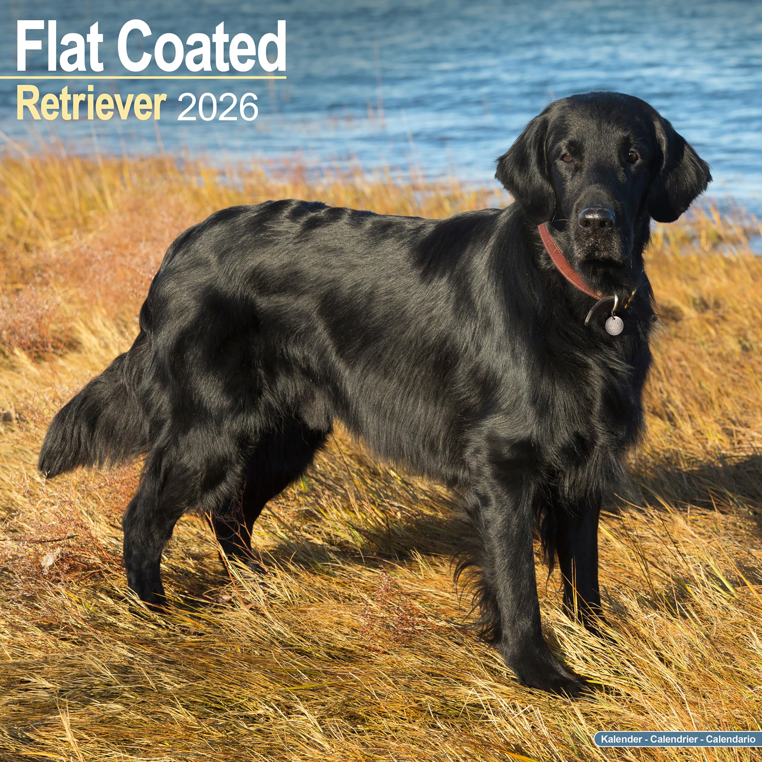 Flat Coated Retriever 2026 Calendar | Square Wall Calendar | Dog Breed Gift | Plastic Free Packaging | by Avonside Publishing