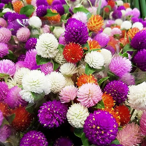 Globo Amaranto Mix Color ~ Blanco, Rosa, Rosa, Salmón y Morado. 50 Semillas.