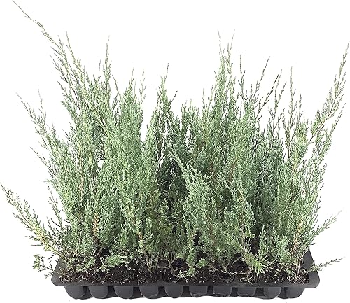 Juniper Burkii - 40 árboles vivos - Juniperus Virginiana - Cribado de cedro rojo de hoja perenne