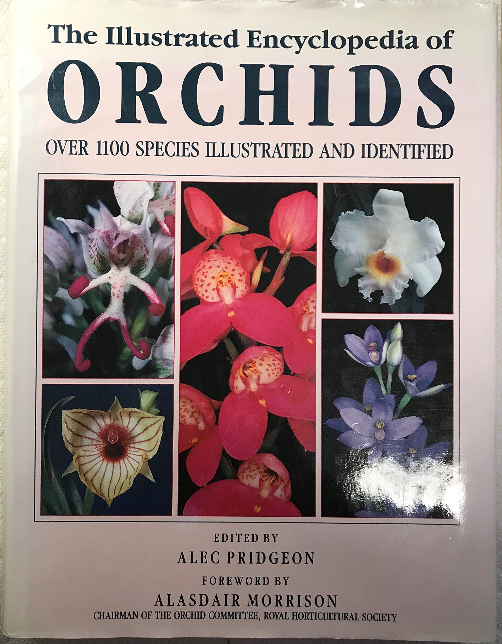 『ORCHIDS』ALEC PRIDGEON 91aVFIBRNZL.jpg