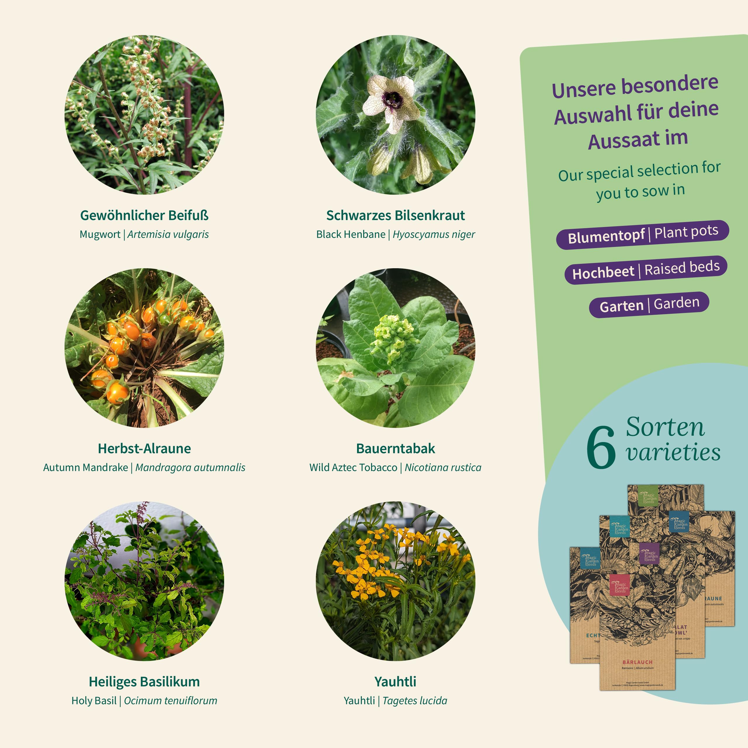 Magic Garden Seeds - Magiczne rośliny z 6 magicznymi ziołami: bylica, szaleń czarny, mandragora i więcej - rośliny do okadzania do samodzielnego uprawiania i na prezent