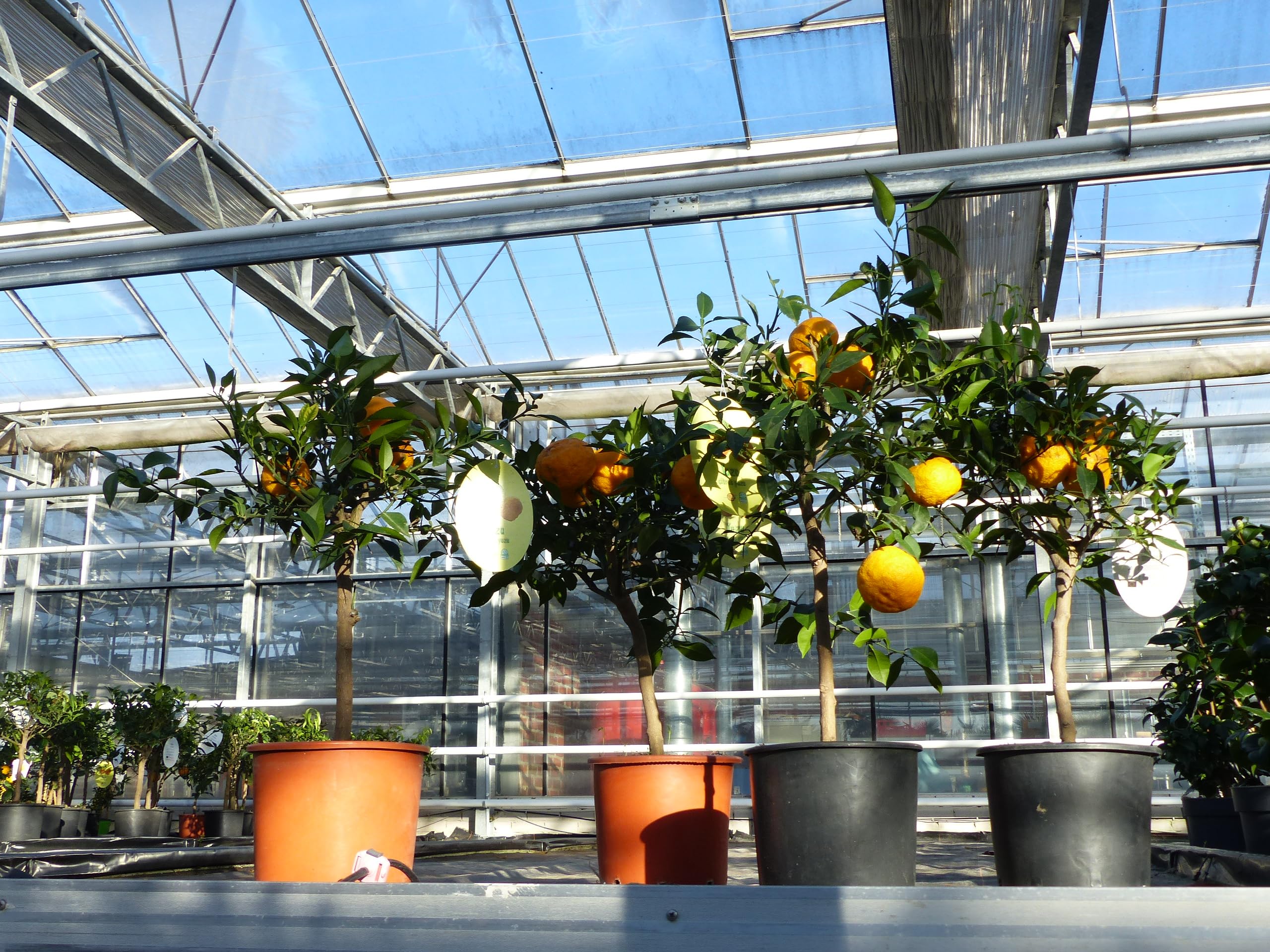 Citrus Yuzu 70-80 cm, Zitronenbaum Zitrone, japanische Zitrone, winterhart