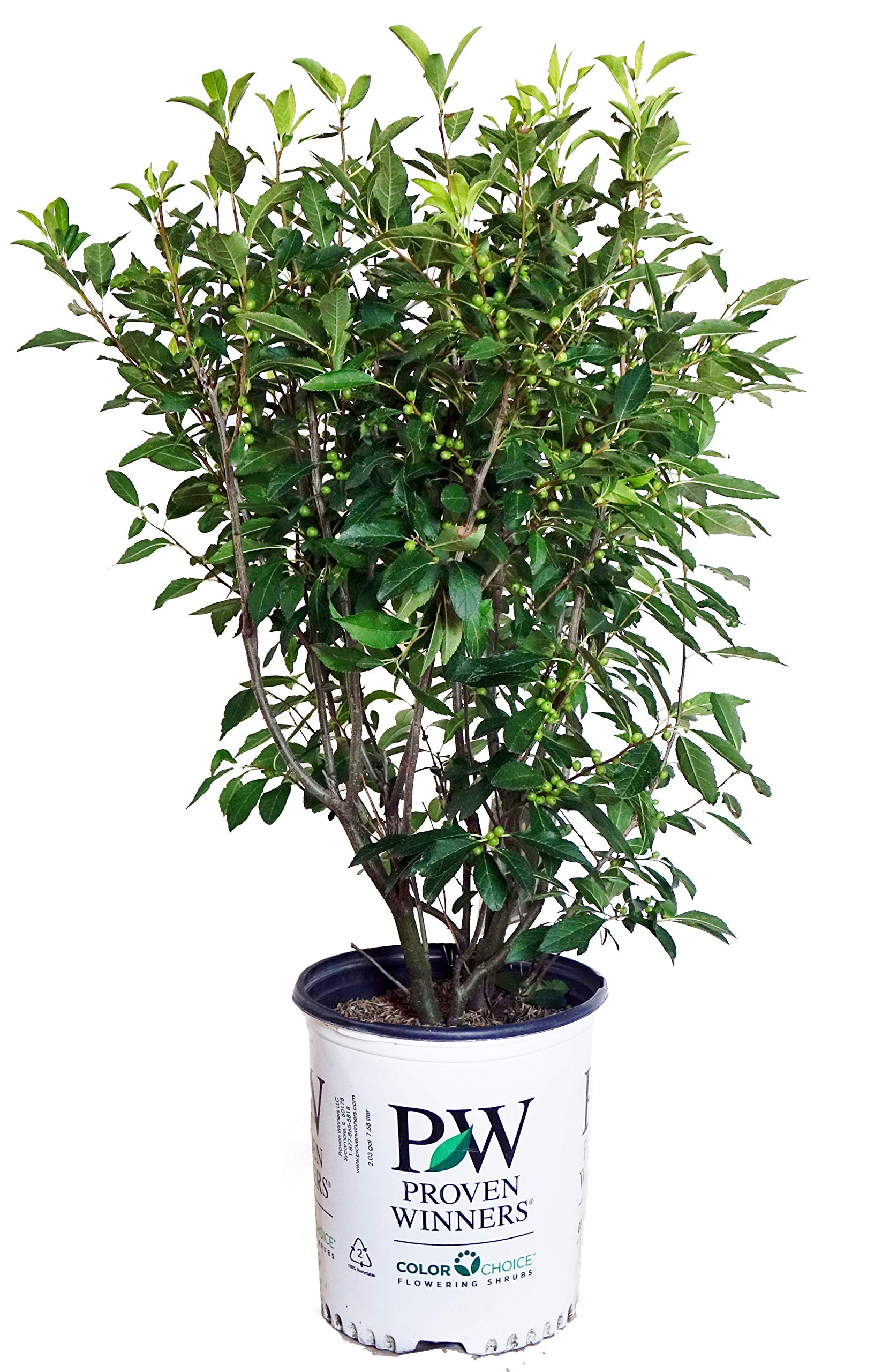 Berry Heavy Gold Winterberry